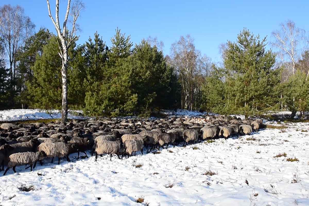 Heidschnucken im Schnee