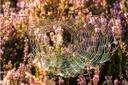 Die Schnucken zertreten die Spinnweben zwischen den Heidepflanzen