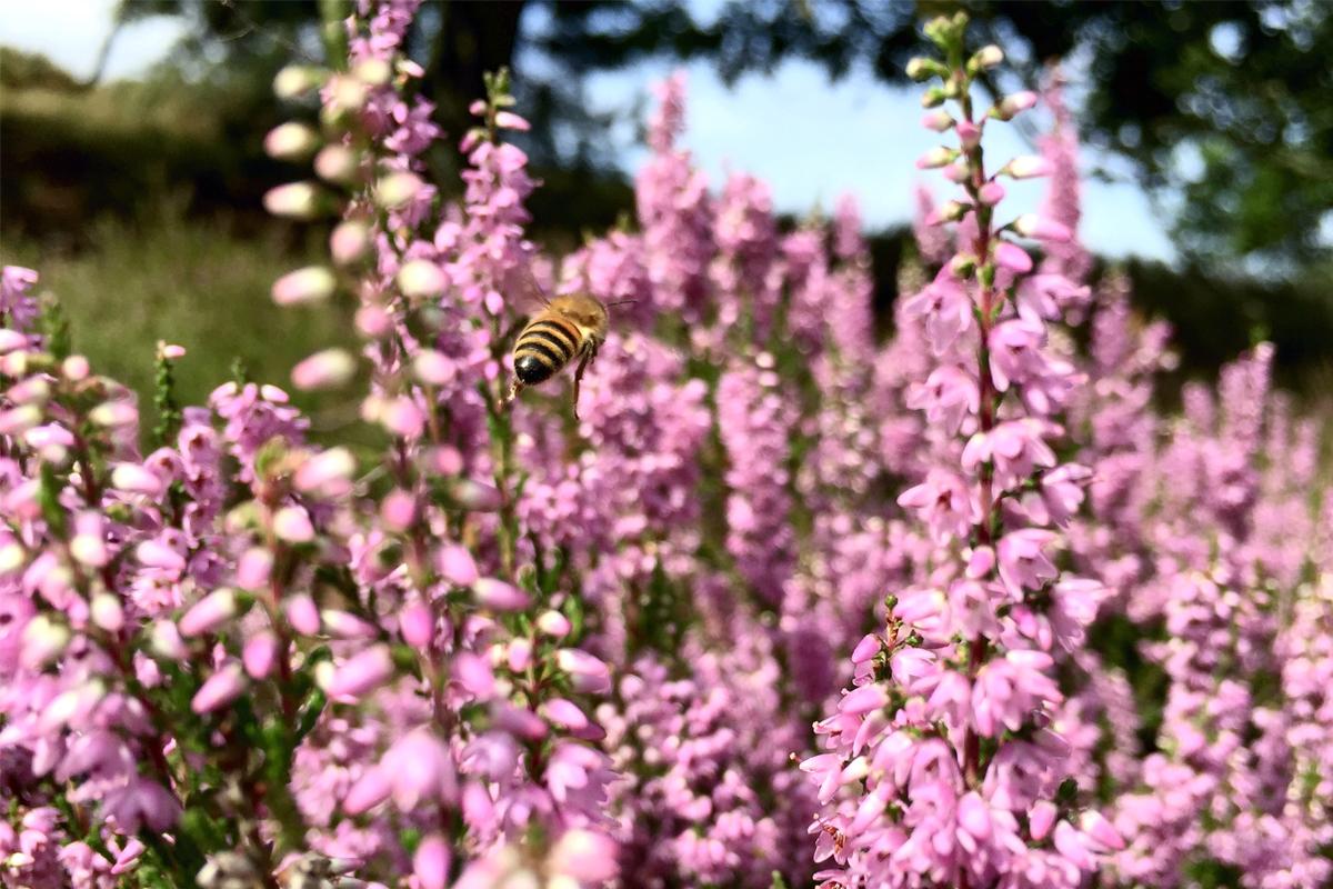 Bienen sammeln Nektar und bestäuben dabei die Blüten