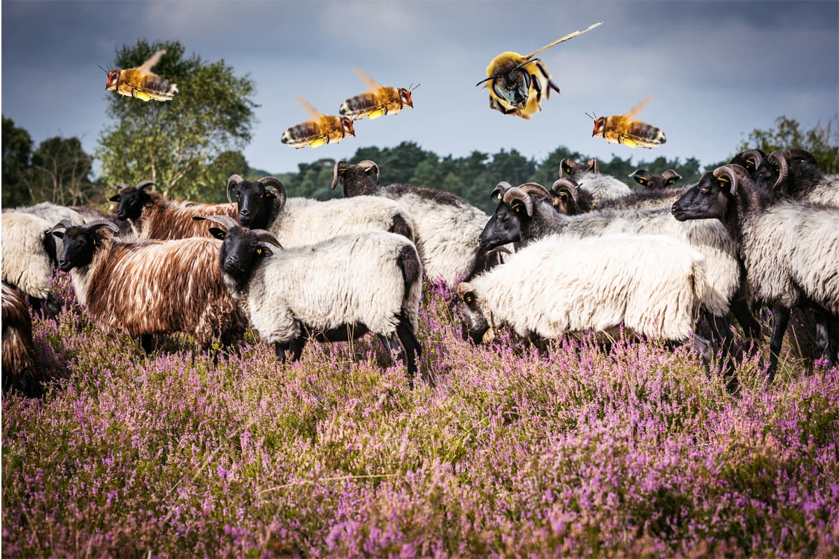 In der Lüneburger Heide leben Bienen und Schnucken friedlich beisammen