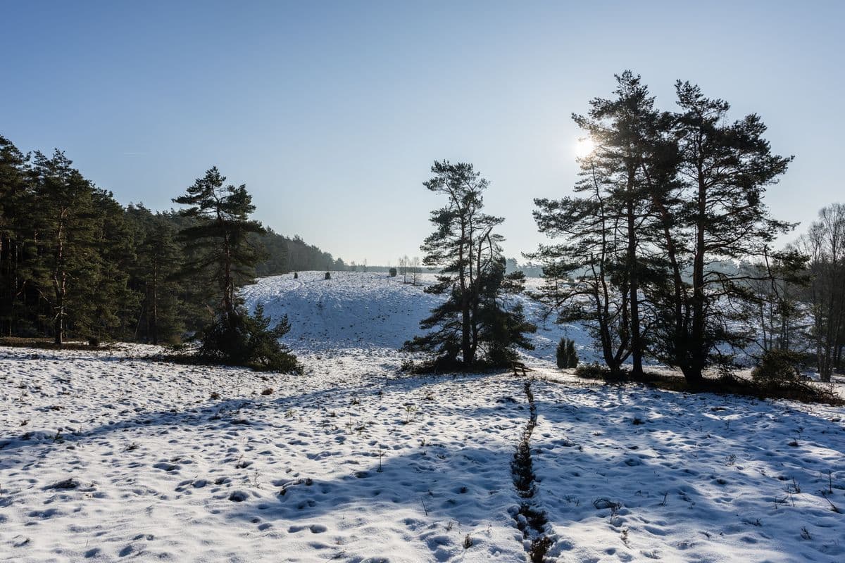tiefental, misselhorner heide, hermannsburg, naturpark südheide