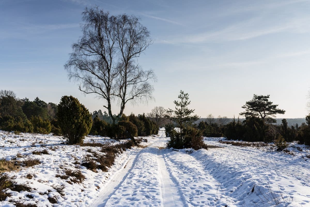 Der Wacholderwald im Schnee