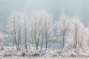 Winter in der Misselhorner Heide
