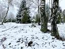 Birkenwäldchen in der Oberher Heide im Winter