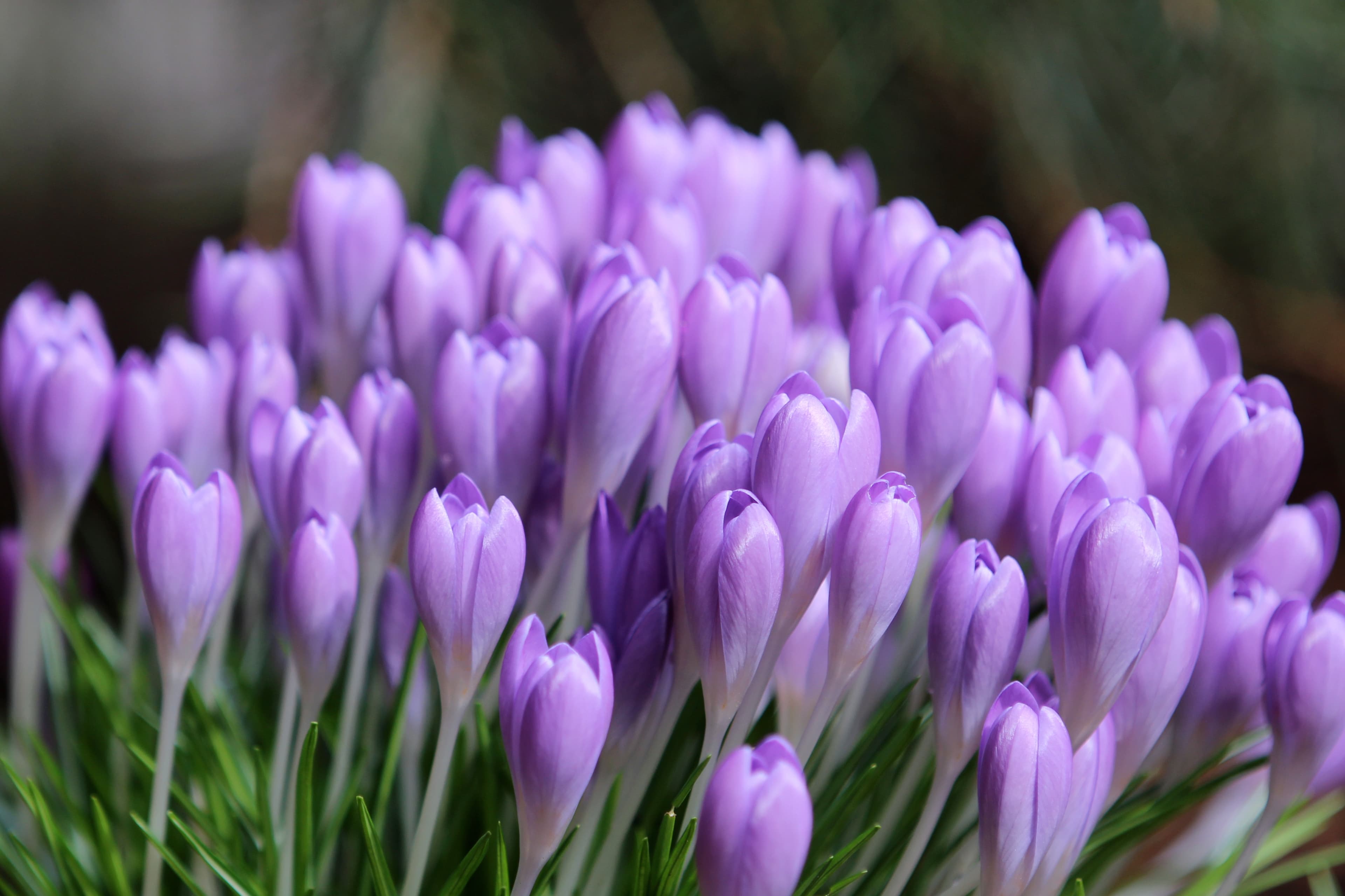 Krokusse in der Lüneburger Heide