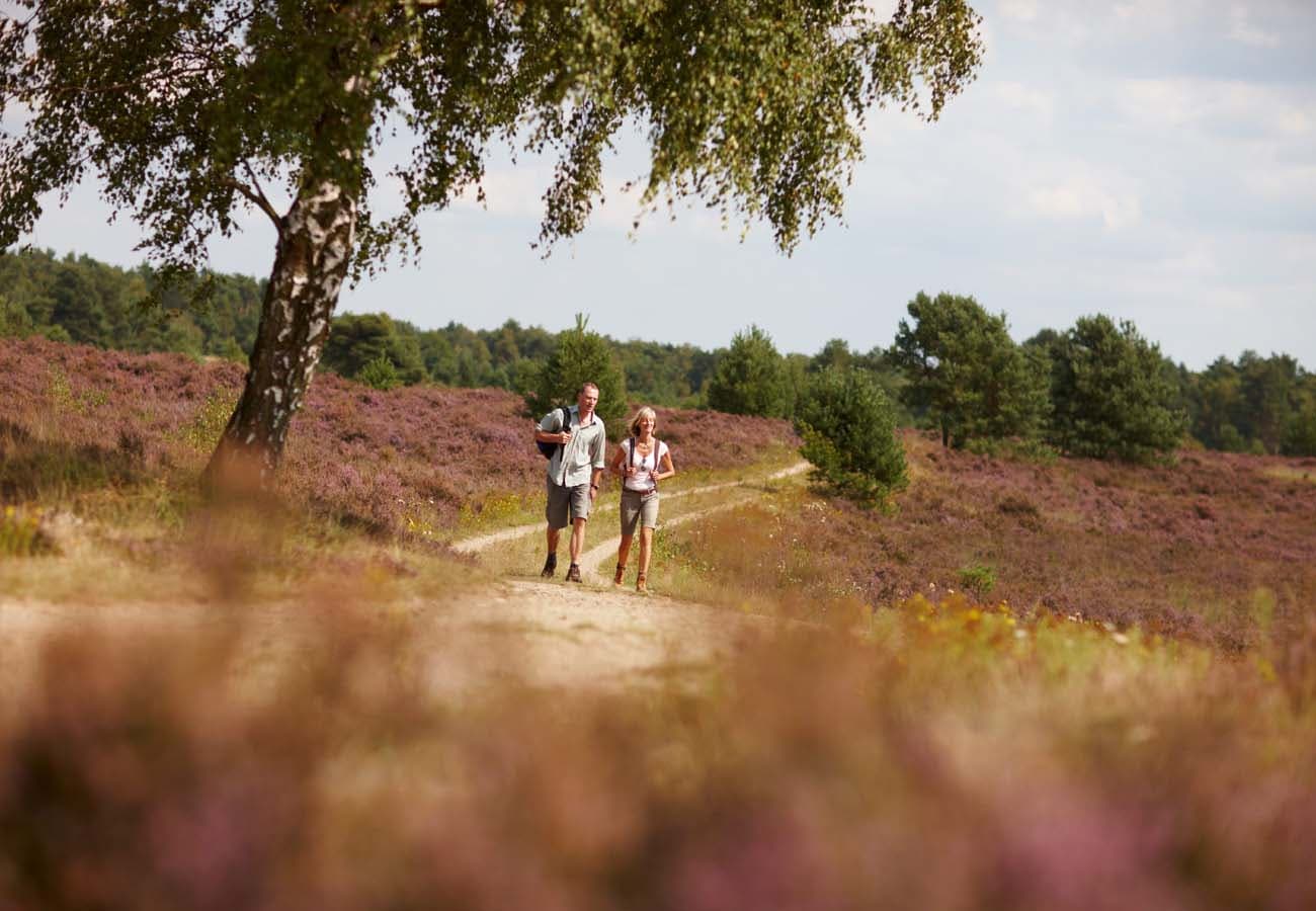 Wandern in der Lüneburger Heide, Osterheide, Schneverdingen