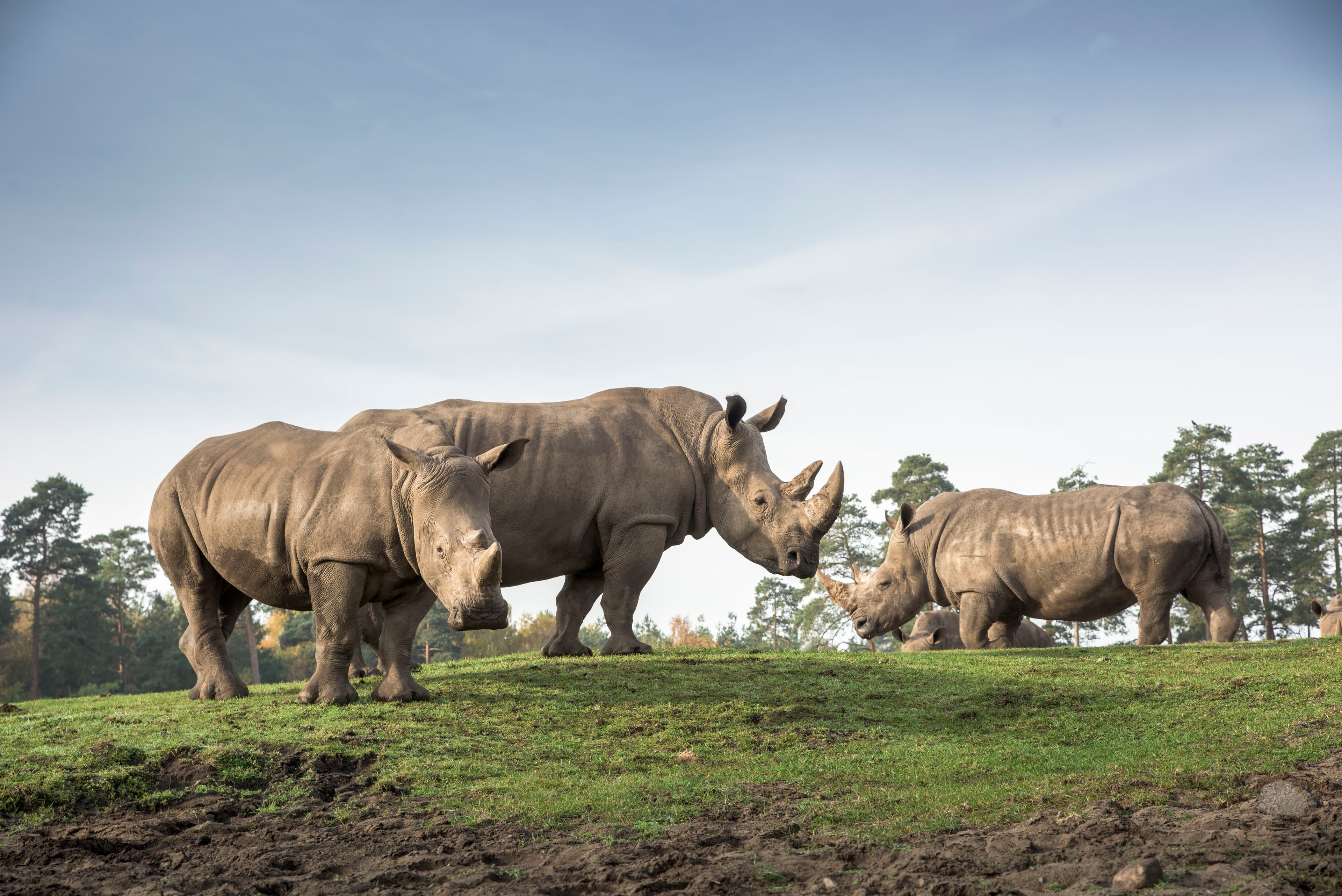 Breitmaulnashörner im Serengeti-Park Hodenhagen