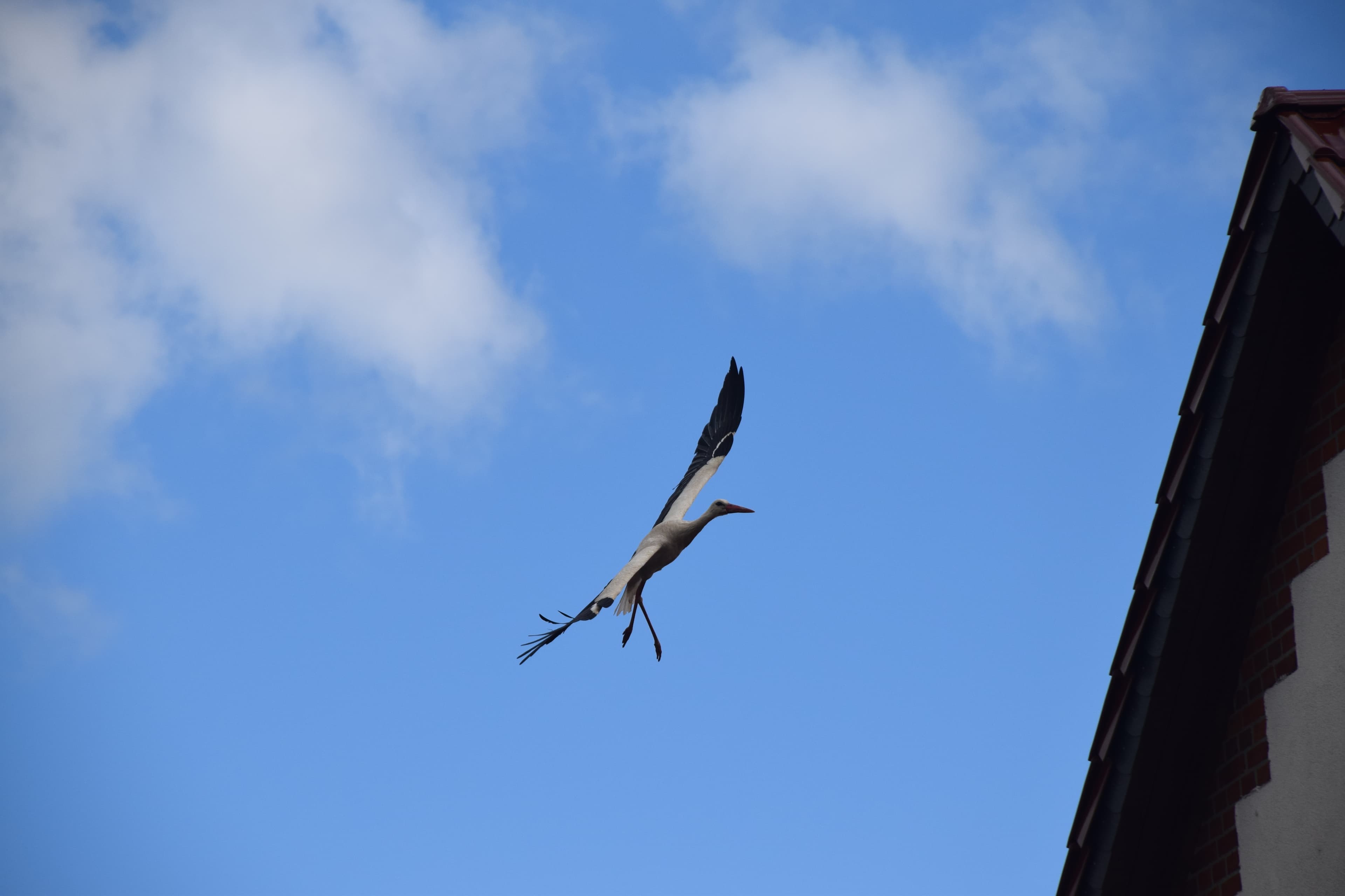 Weißstorch im Anflug ans Nest (Schwarmstedt, Aller-Leine-Tal)