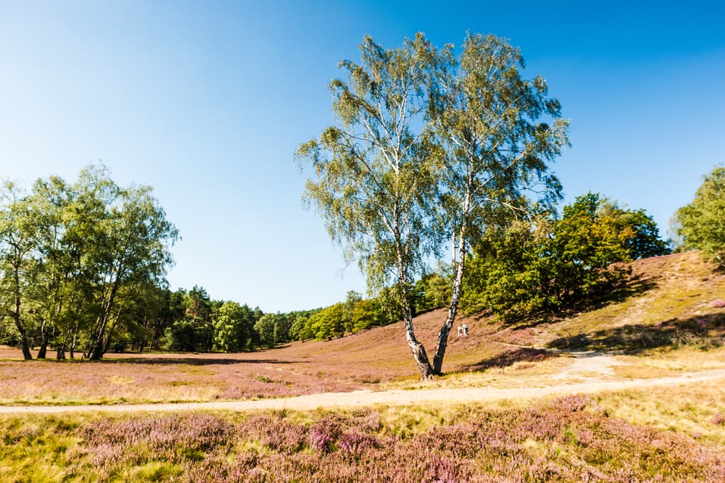 Zwillingsbirke in der Fischbeker Heide