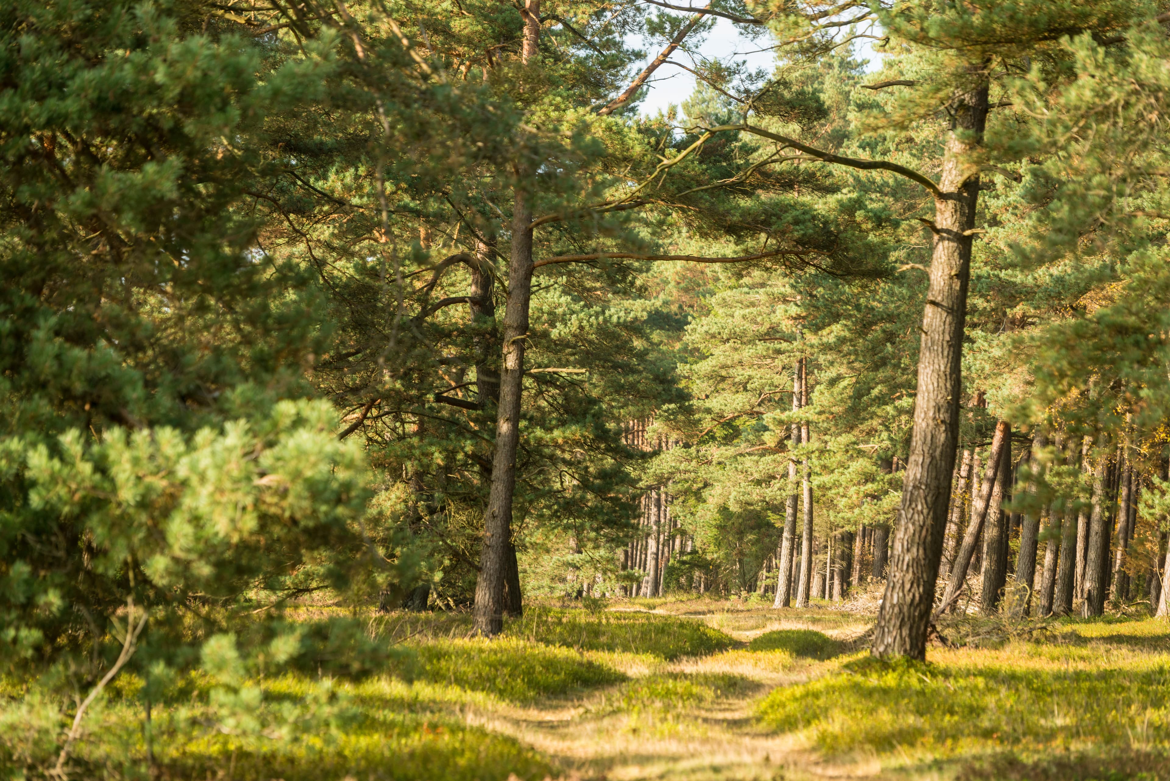 Das Tiefental in der Südheide