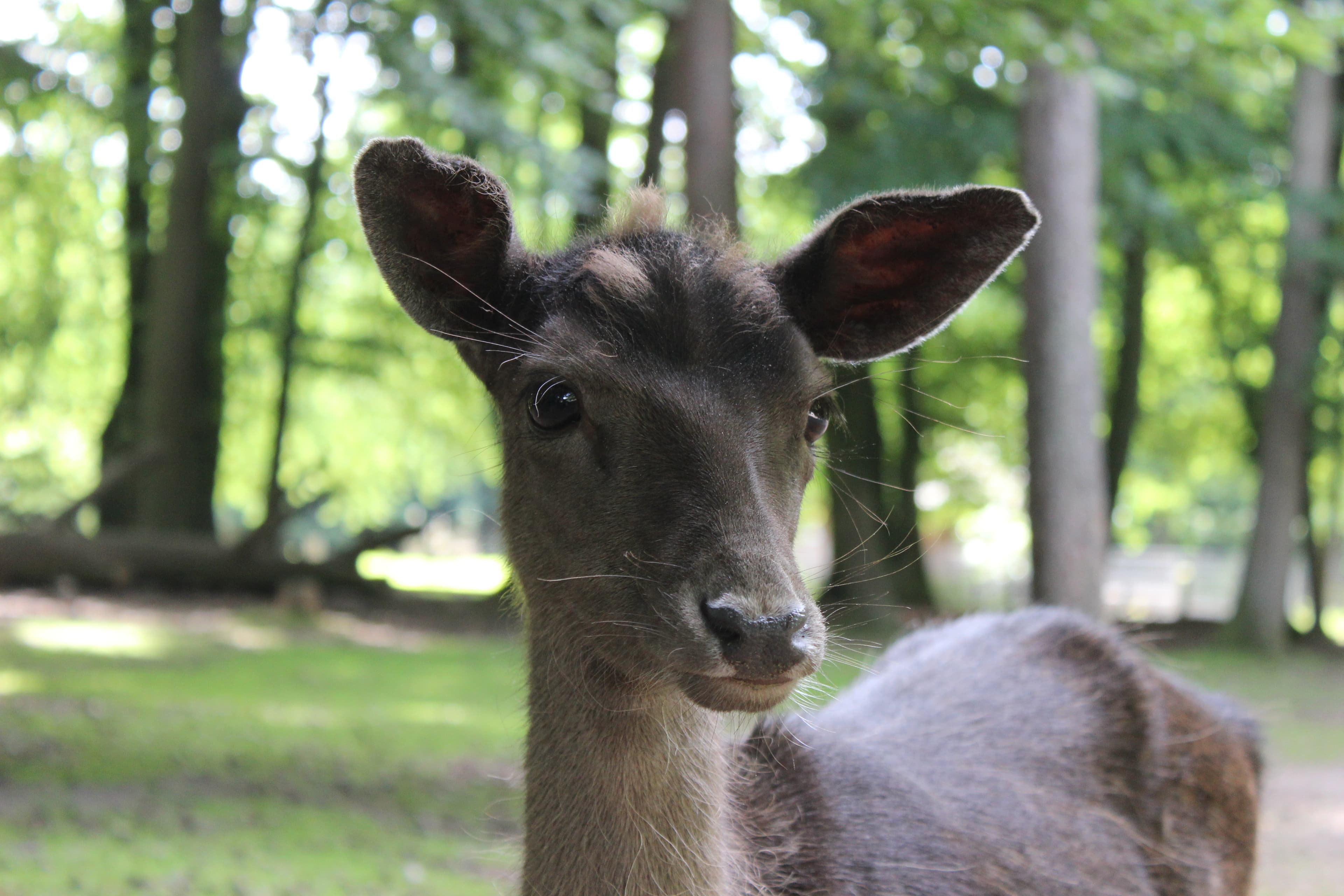 Reh im Wildpark Schwarze Berge