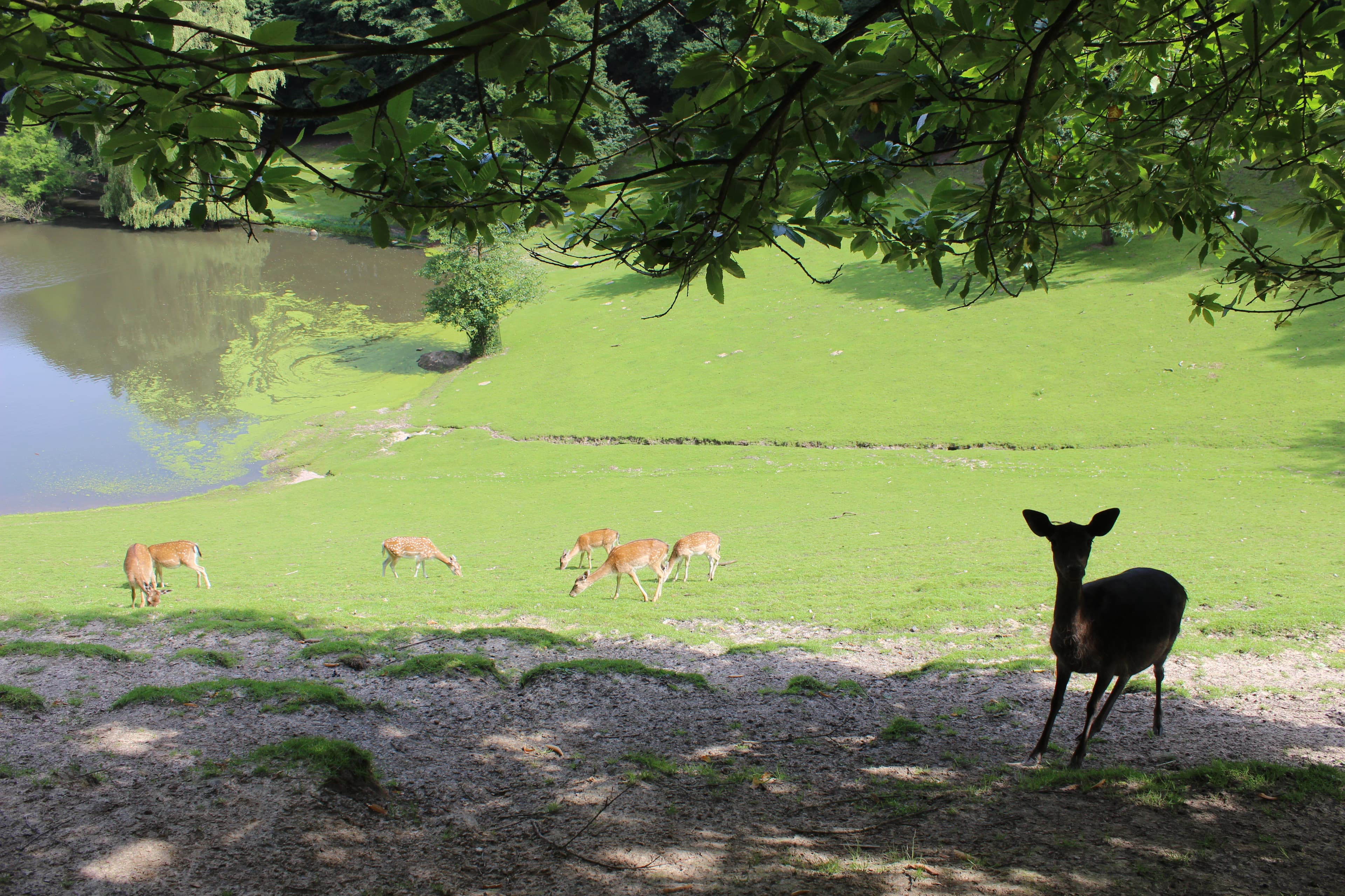 Reizvolle Landschaft im Wildpark Schwarze Berge