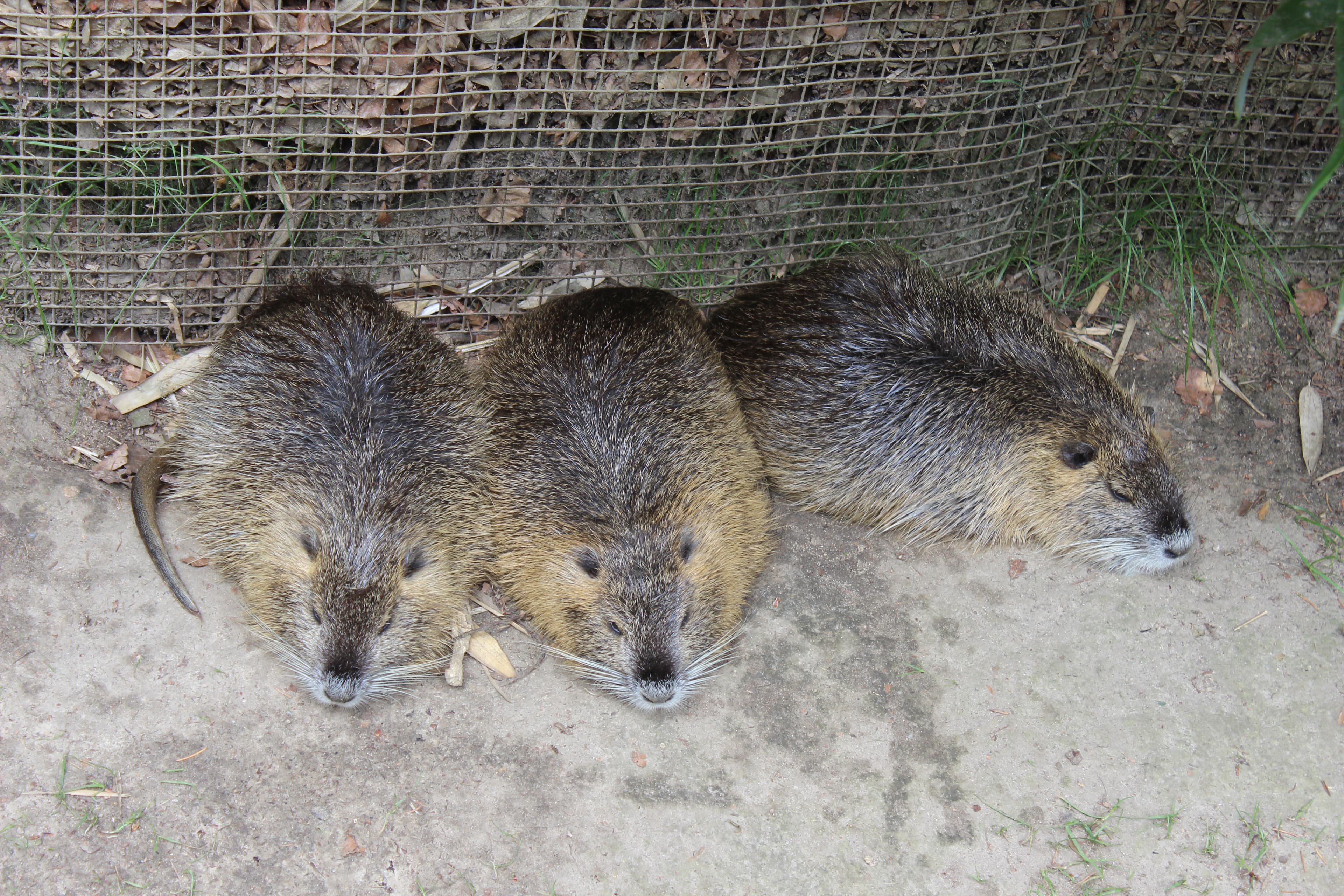 Biber im Wildpark Schwarze Berge