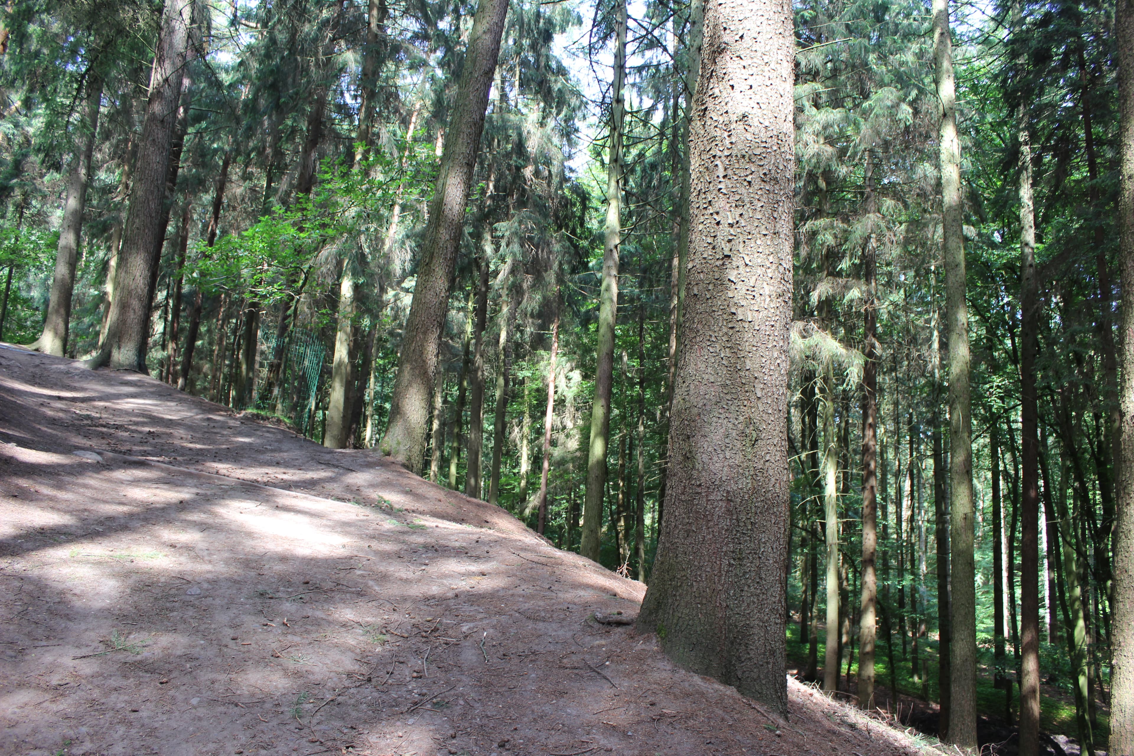 Wald mitten im Wildpark