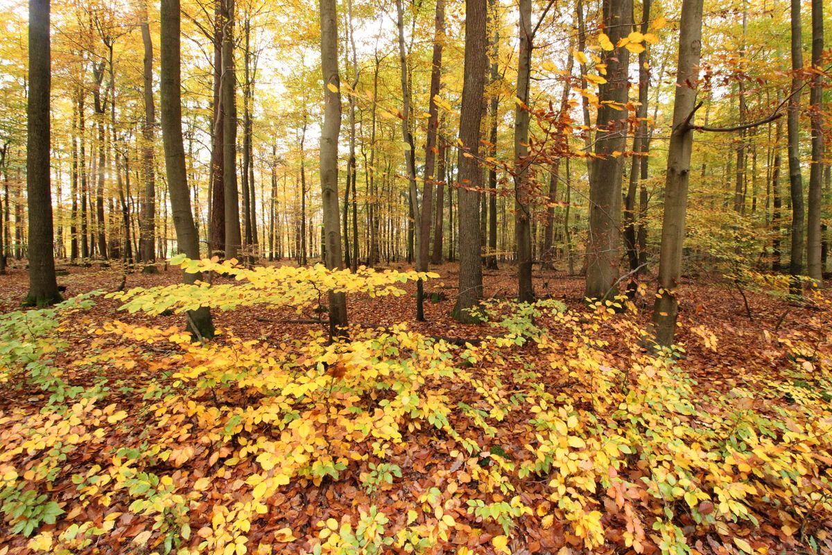 Der Lüßwald im Herbstgewand