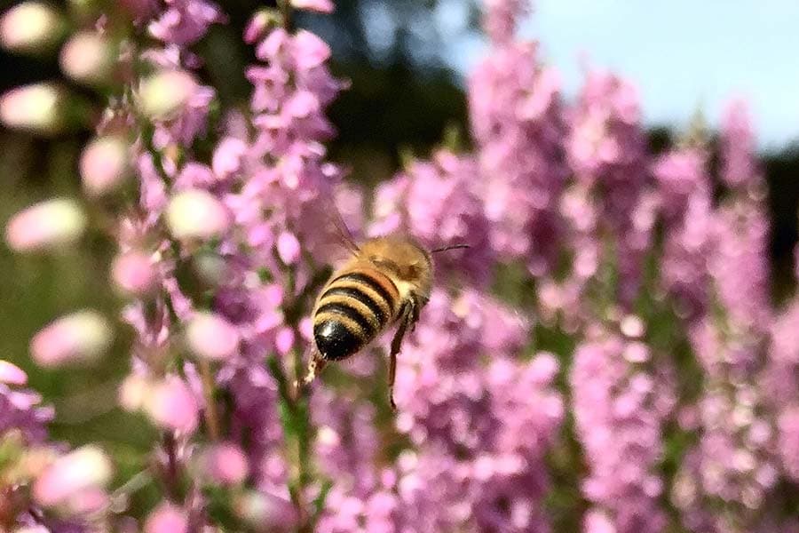 Heide Biene im Anflug