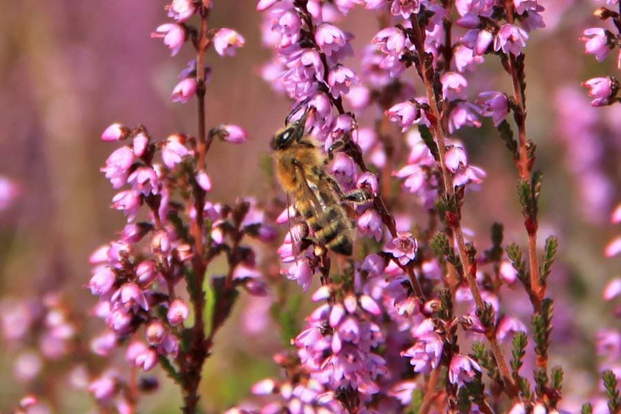 Biene auf der Heide