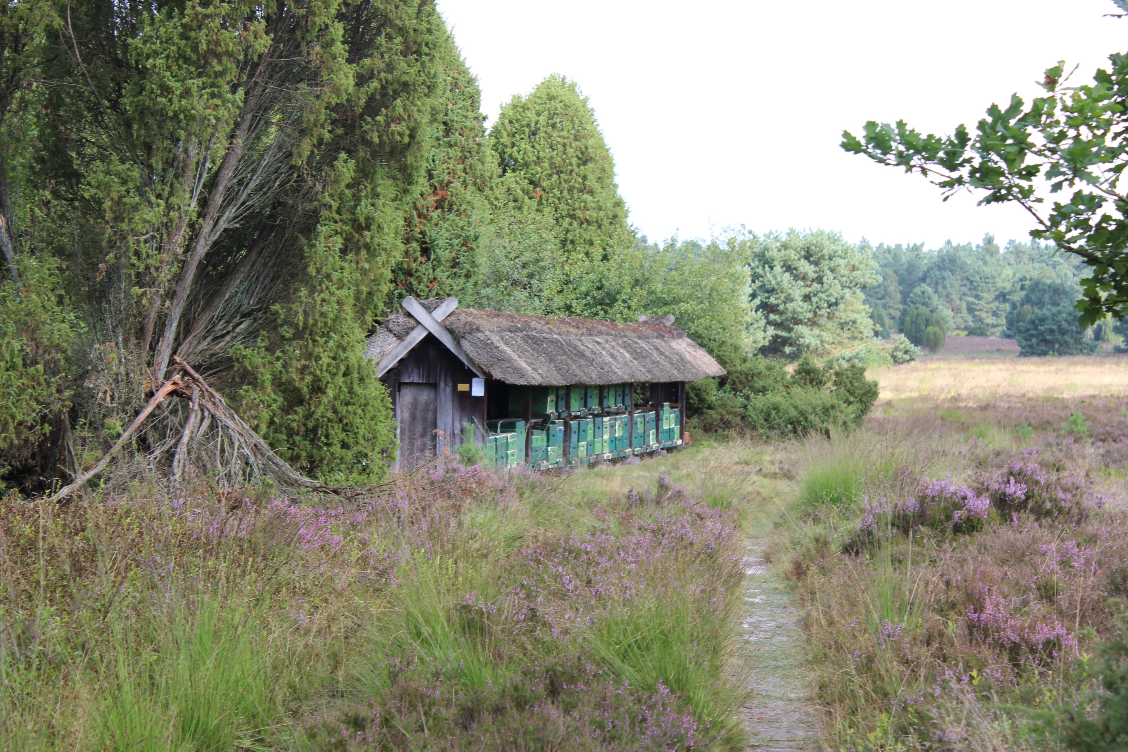 Bienenkörbe in der Heidelandschaft