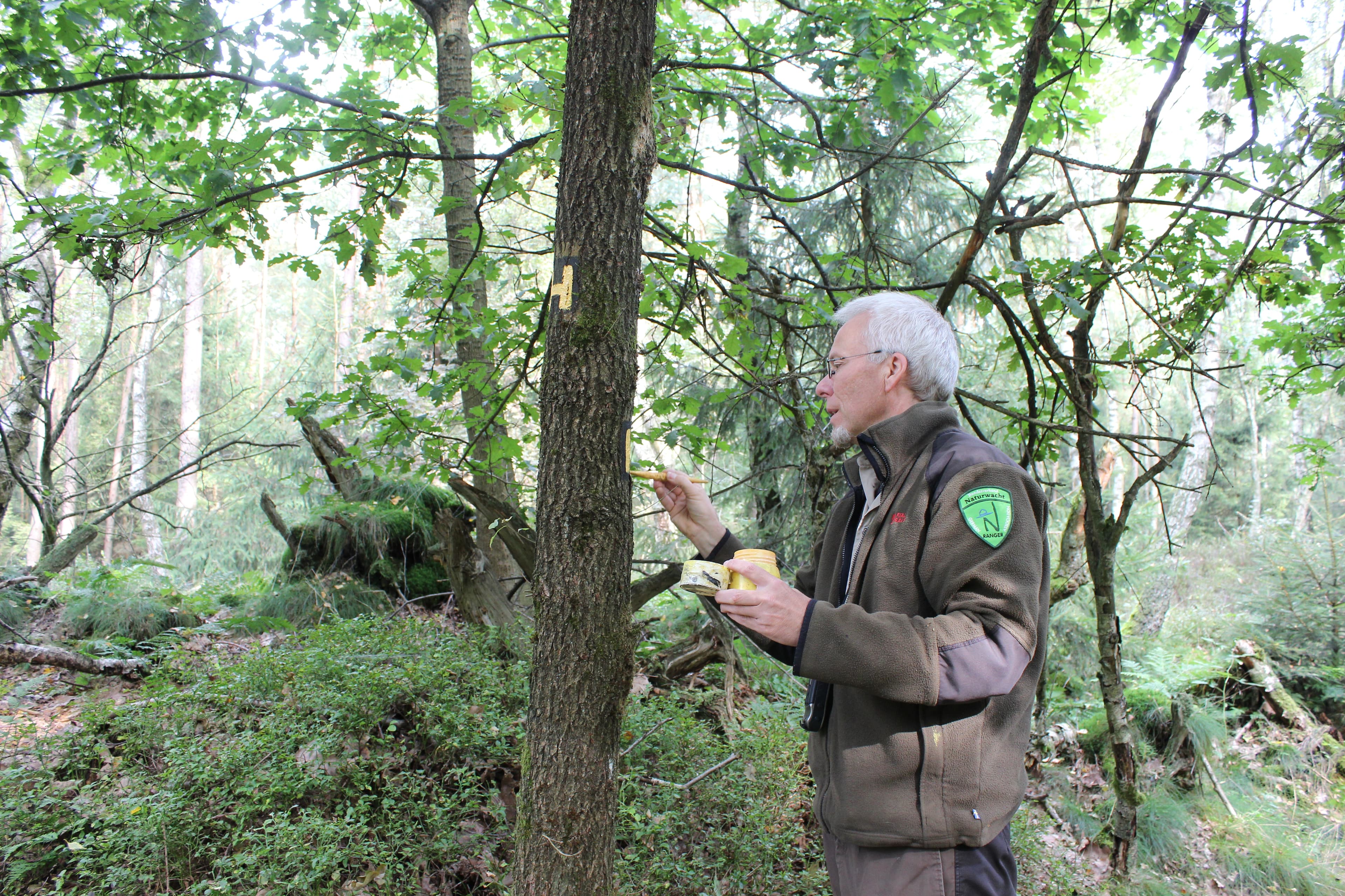 Auch im Wald gibt es für den Heide-Ranger einiges zu tun