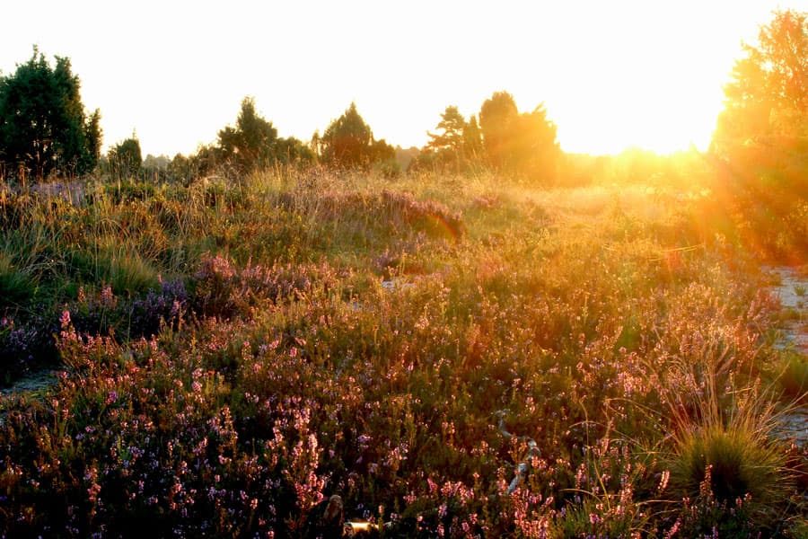 Kurz nach Sonnenaufgang in der Lüneburger Heide