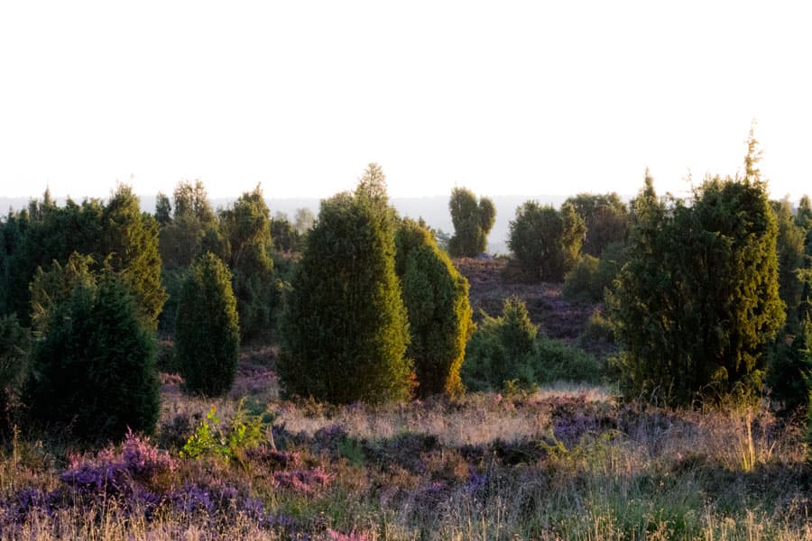 Morgens früh nach Sonnenaufgang in der Lüneburger Heide