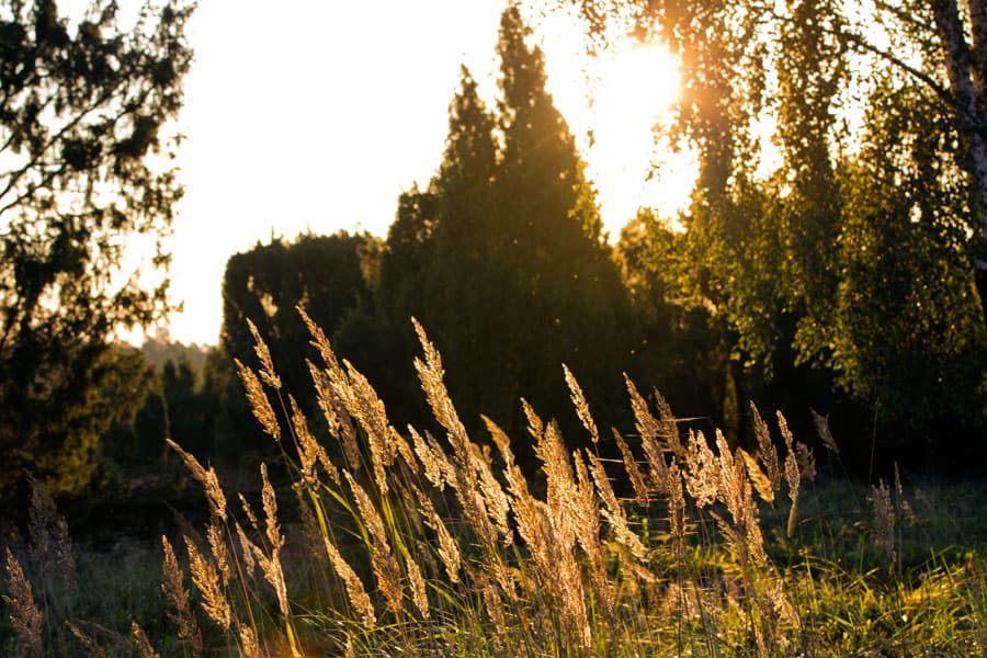 Morgens früh nach Sonnenaufgang in der Lüneburger Heide