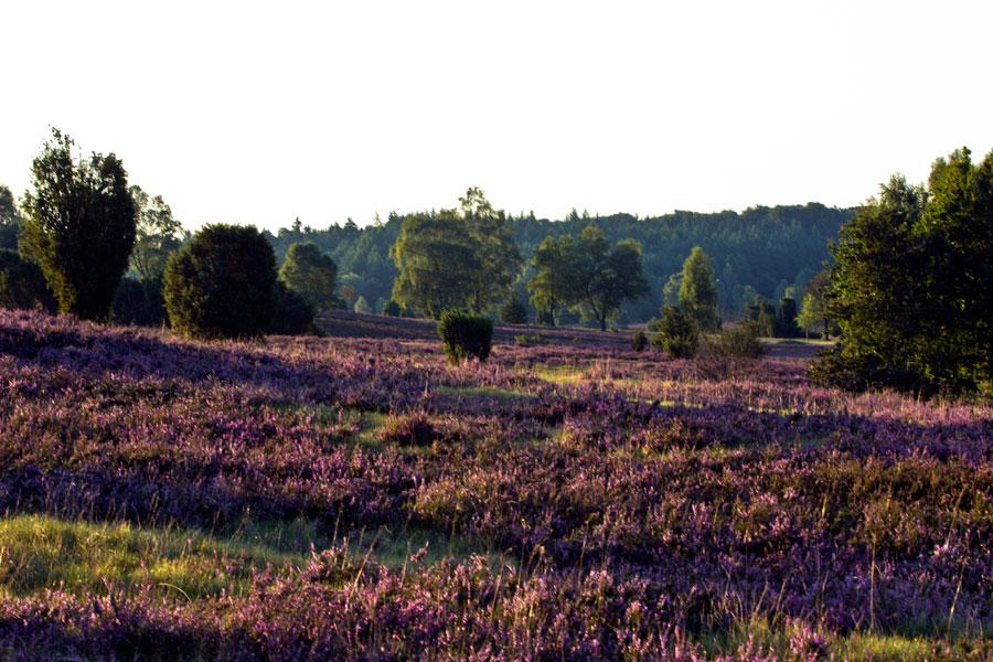 Sonnenaufgang Lüneburger Heide