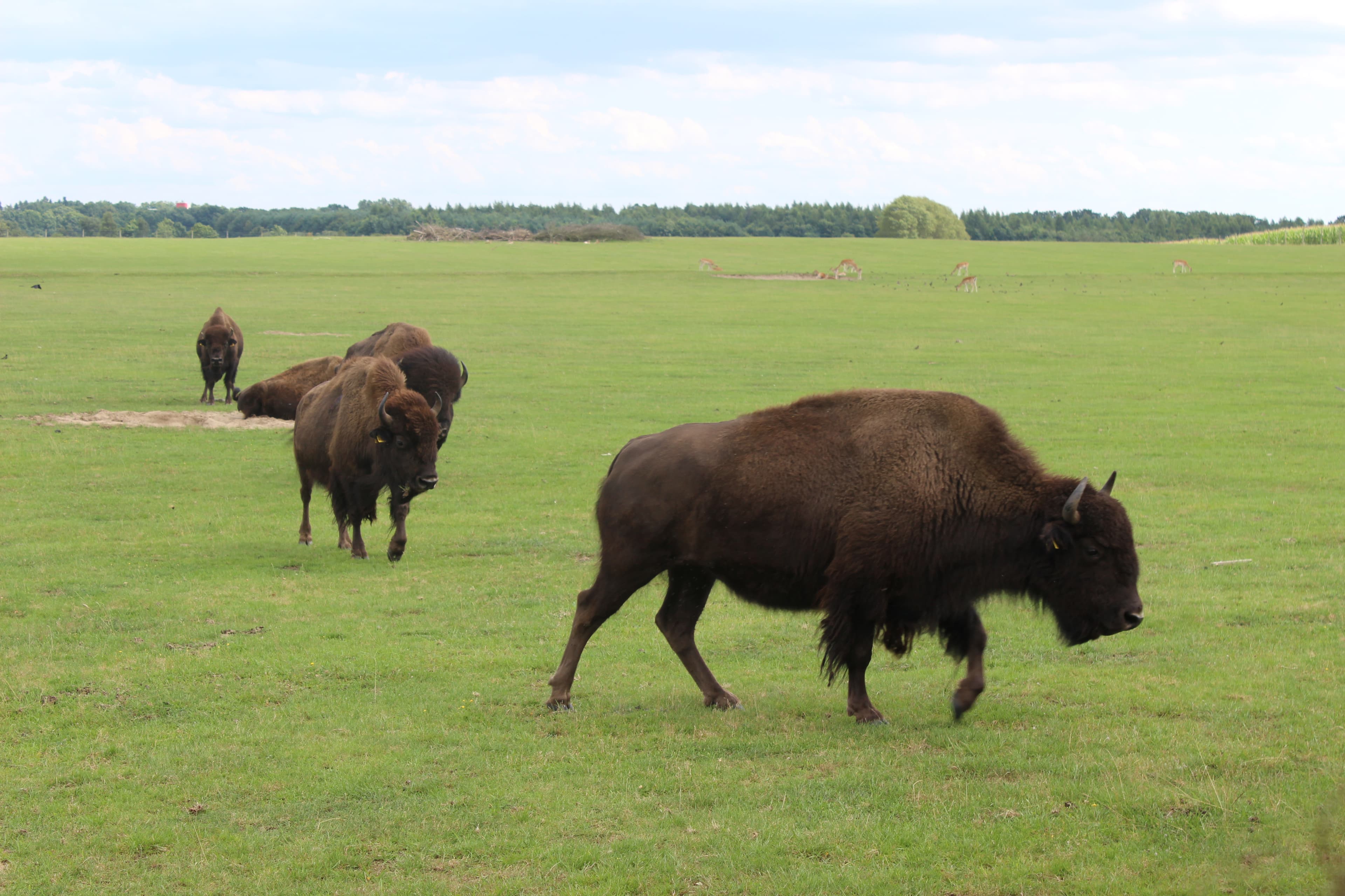 Bisons schauen mal vorbei - sind wir denn noch in Deutschland?!