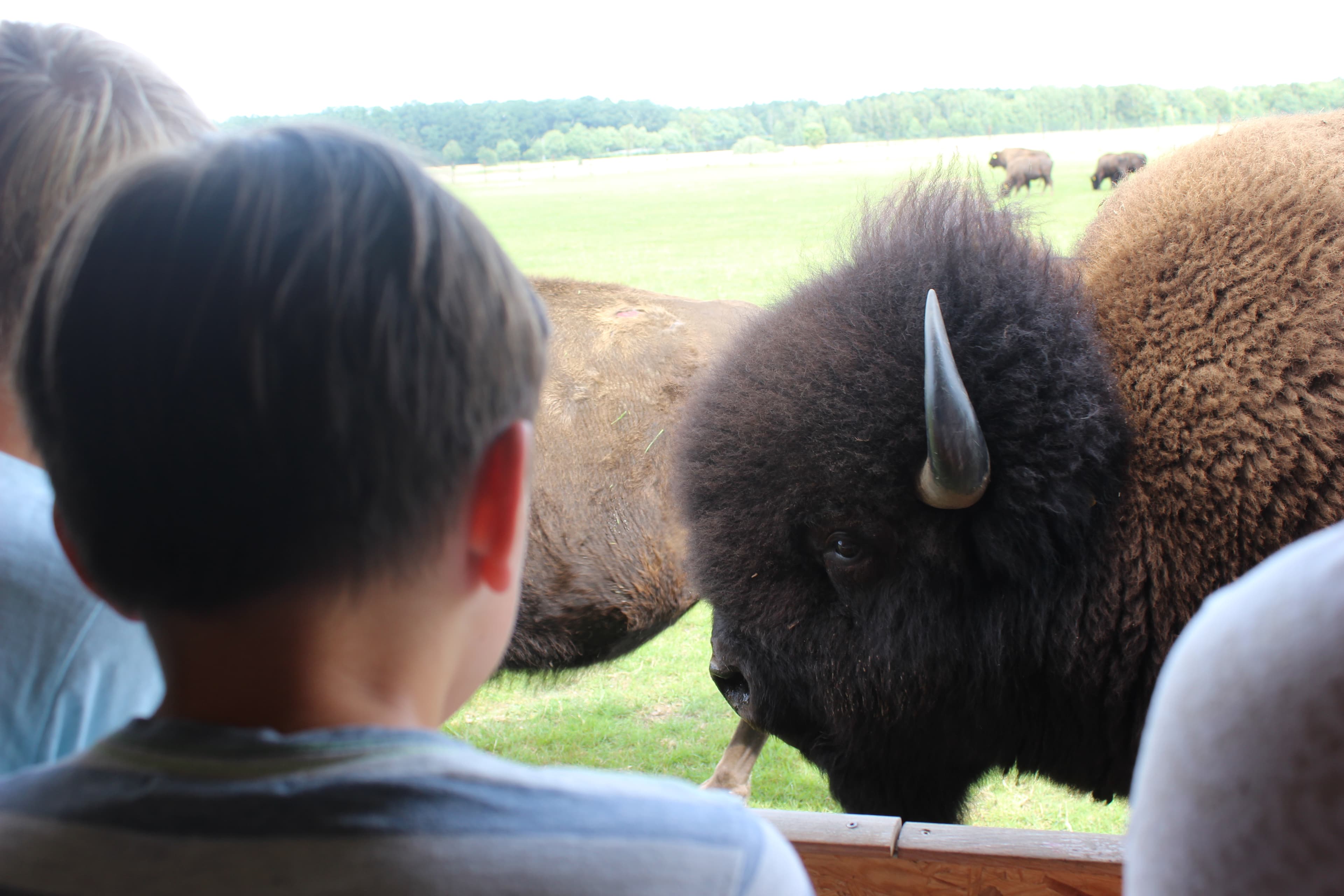 Auge in Auge mit dem Bison