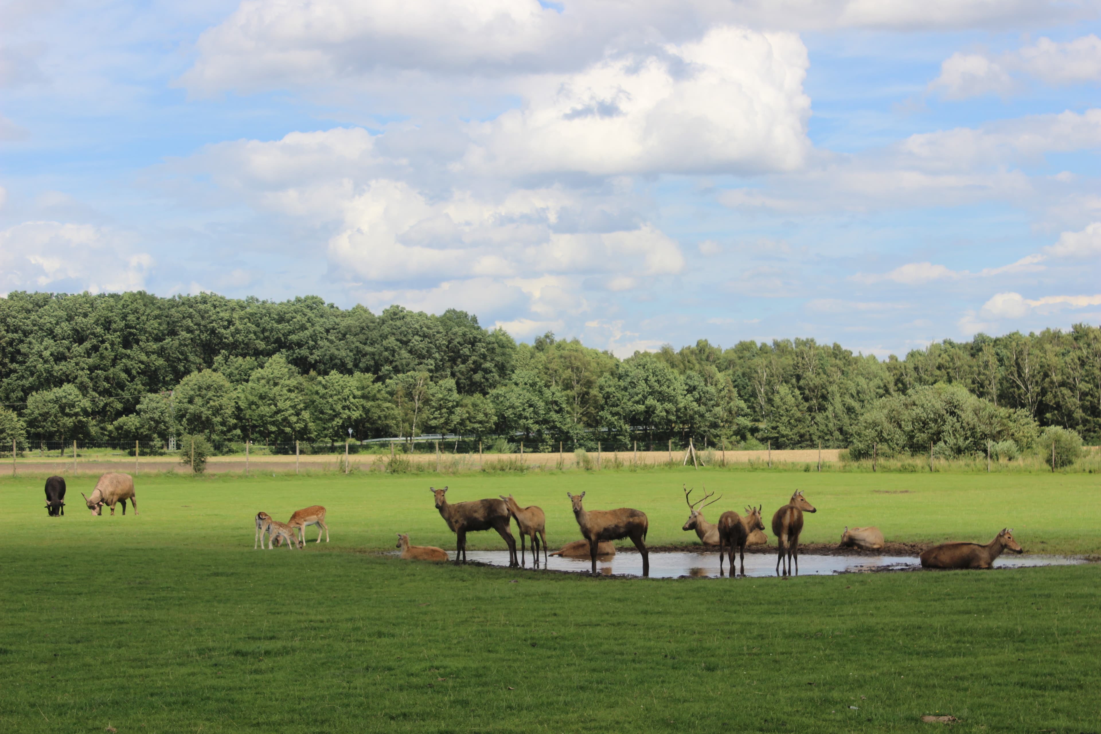 Dammwild mit viel Platz zum Leben