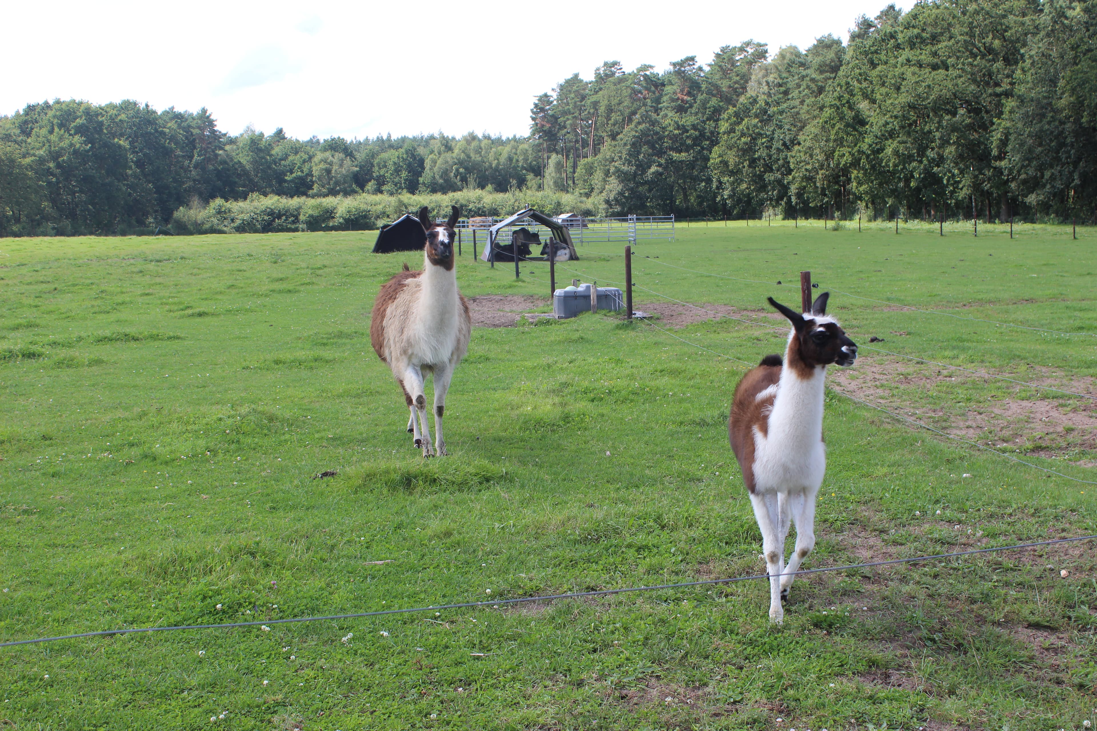 Die Lamas schauen auch mal vorbei