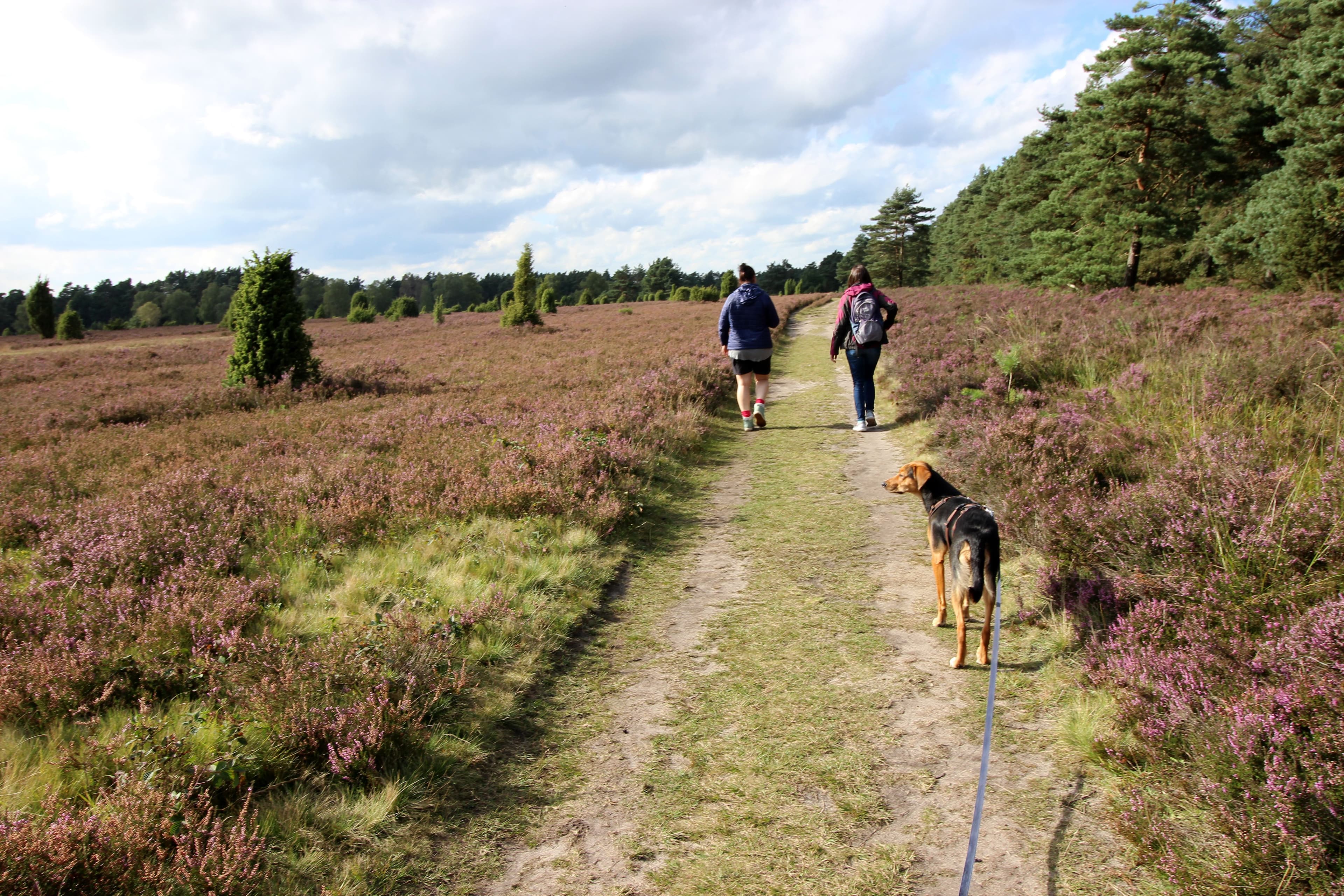 Wir nutzen den sonnig-herbstlichen Tag für eine Südheide-Tour