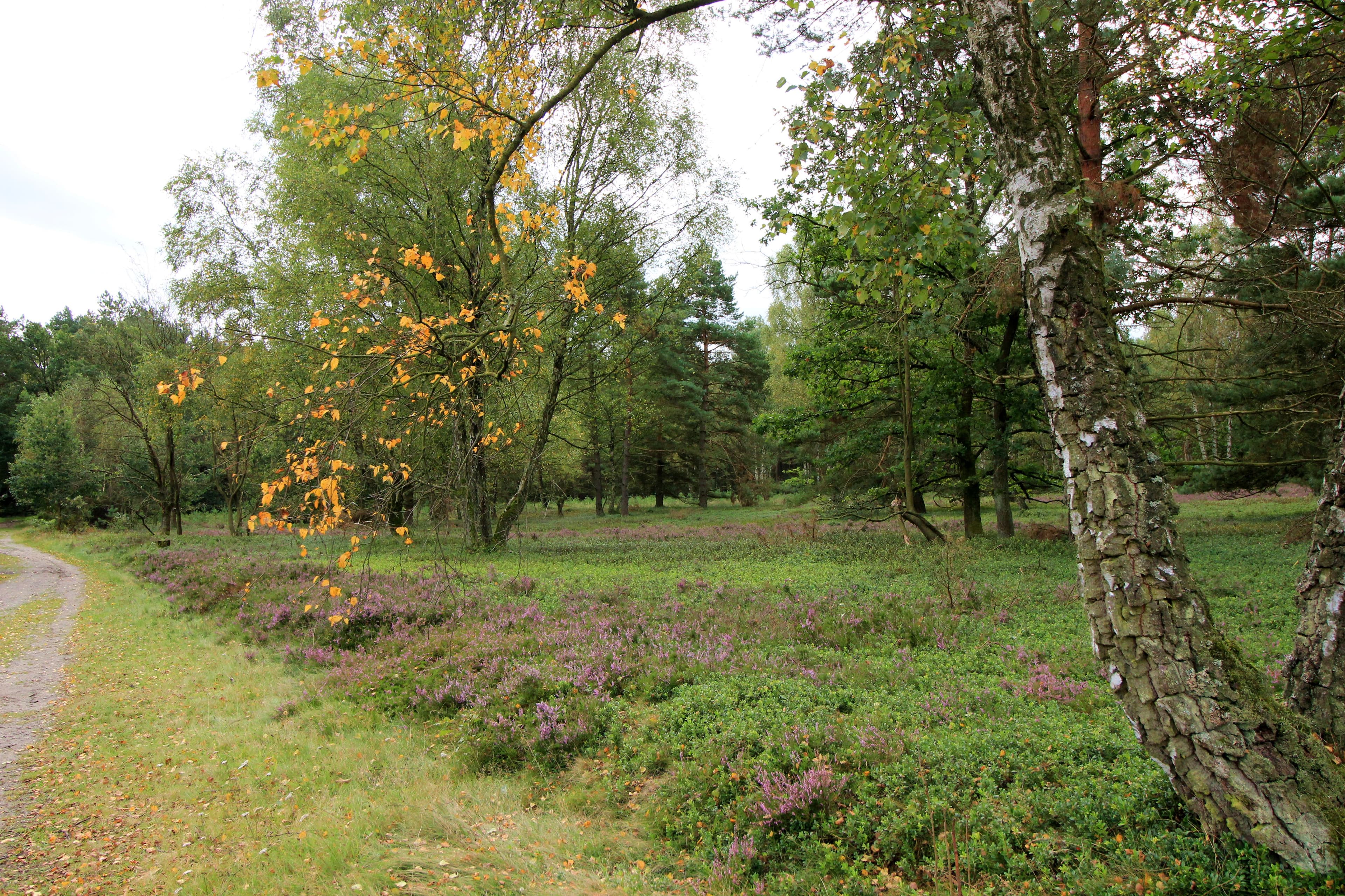 Auf Tour in der Südheide: auf dem Weg zum Haußelberg