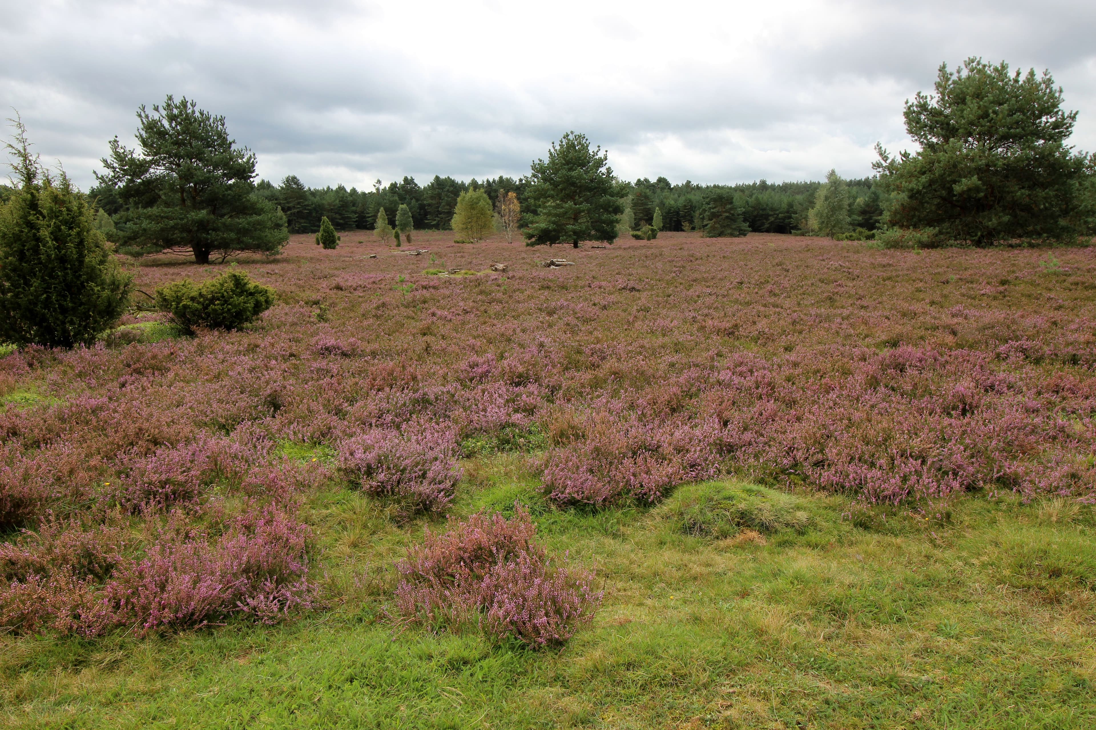 In der Südheide beim Haußelberg