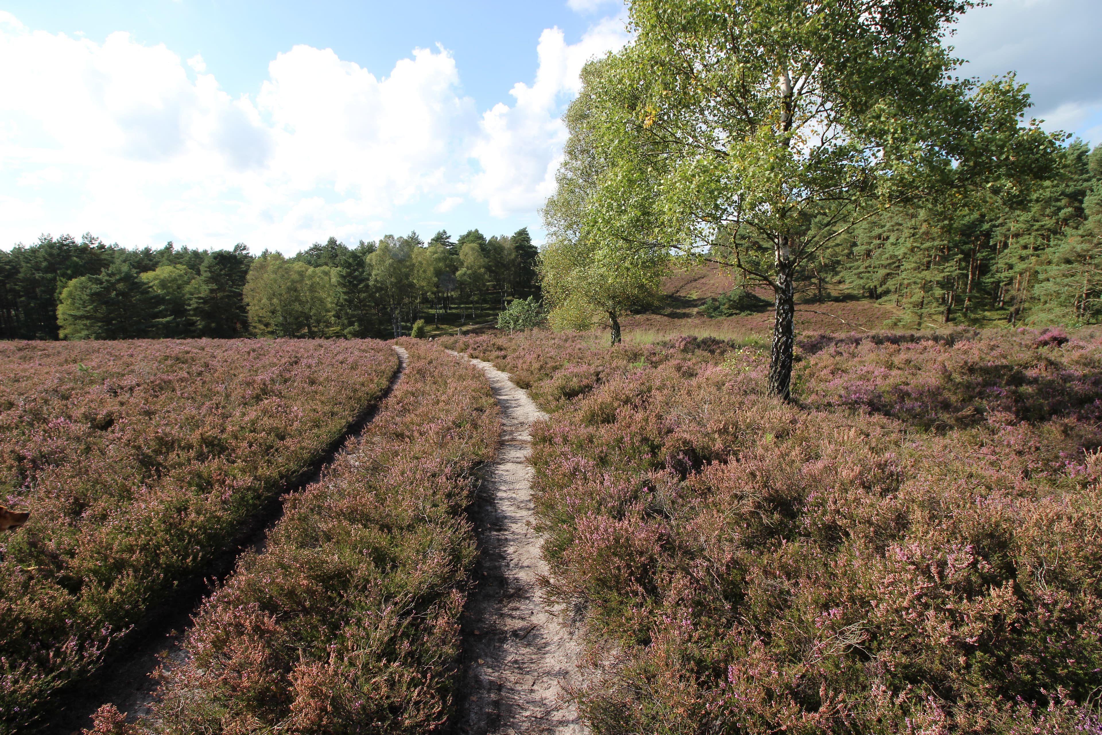 Unterwegs in der Misselhorner Heide