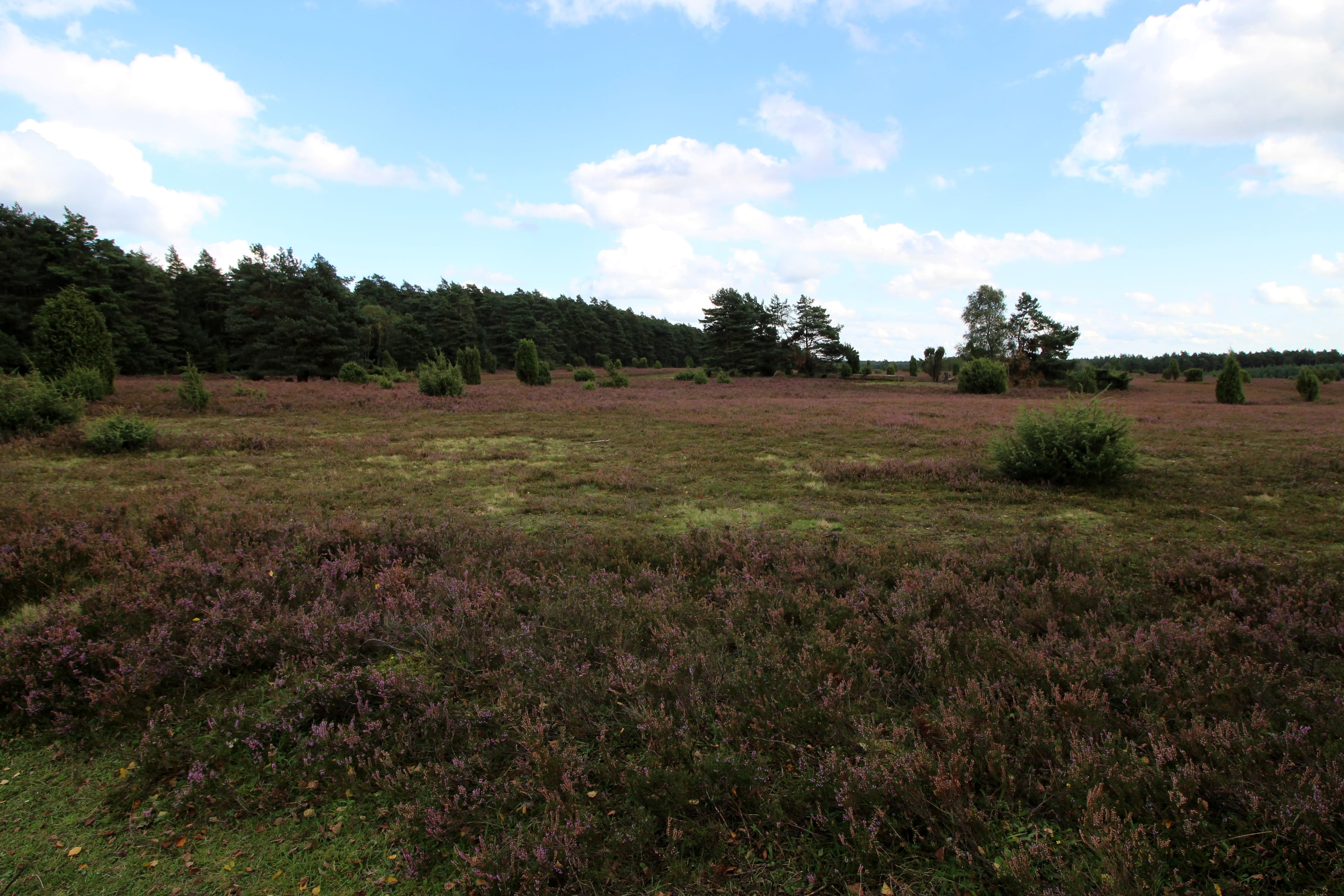 Misselhorner Heide