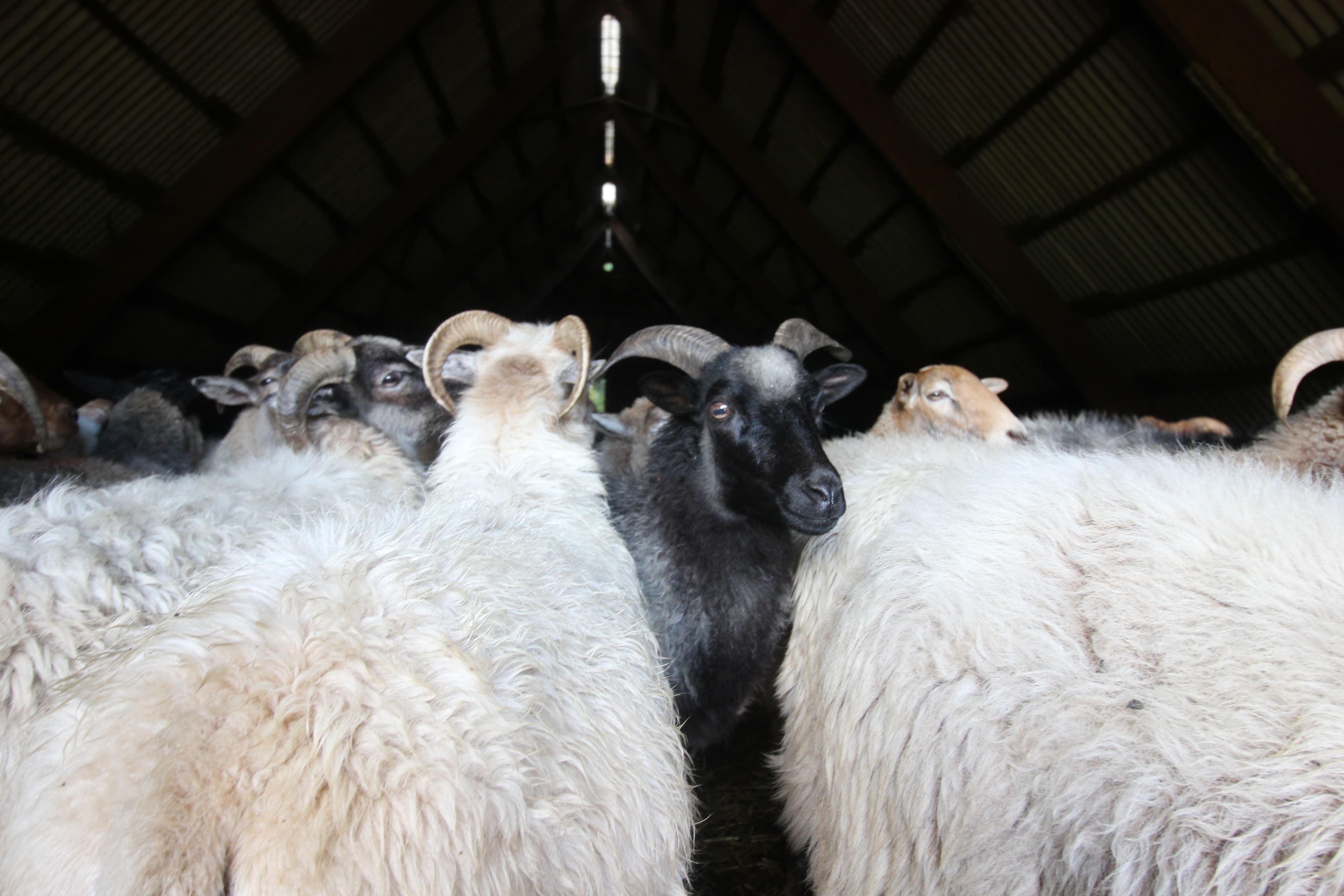 Schönes weiches Heidschnuckenfell