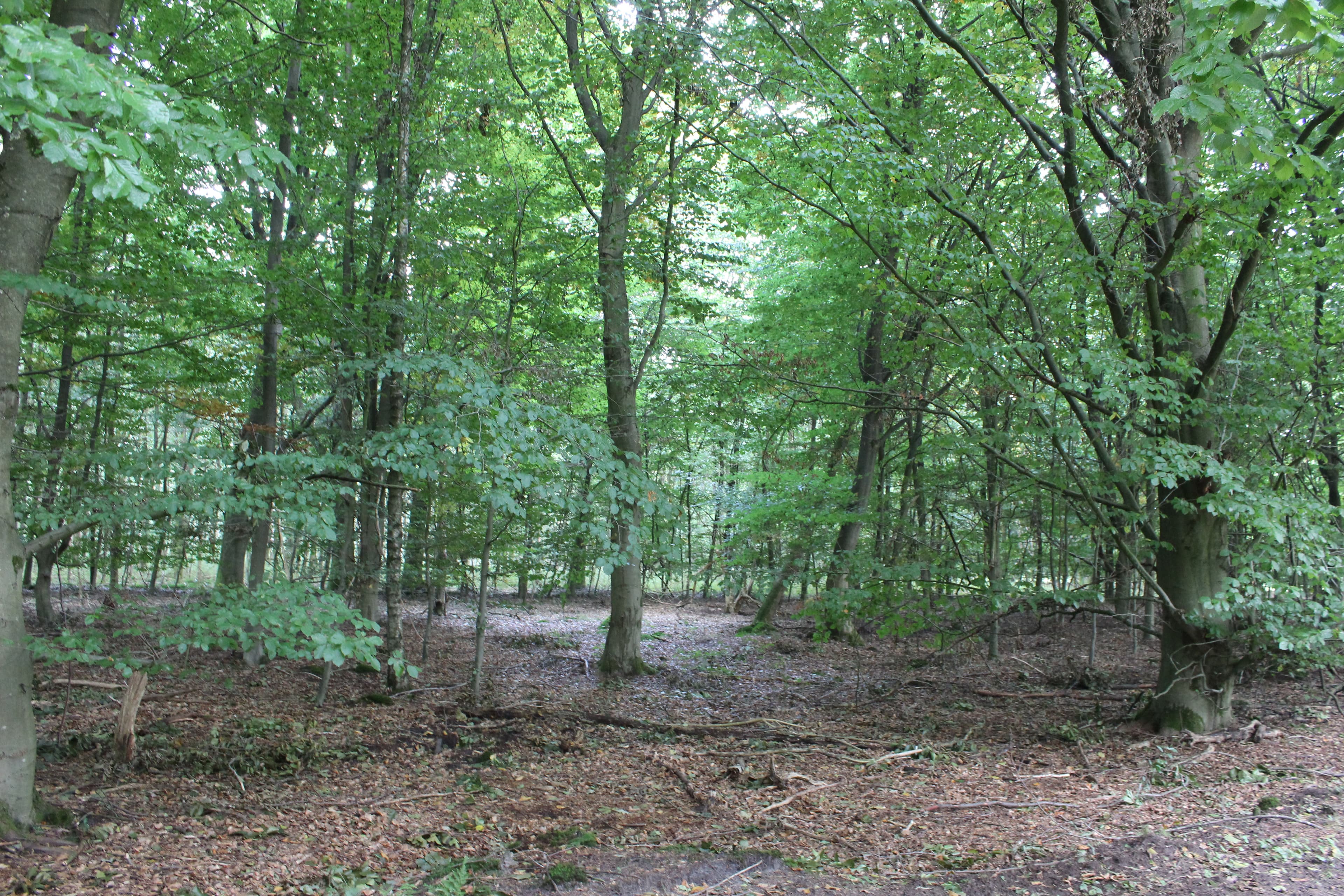 Der Heidschnuckenweg bietet eine große landschaftliche Vielfalt: Wald...