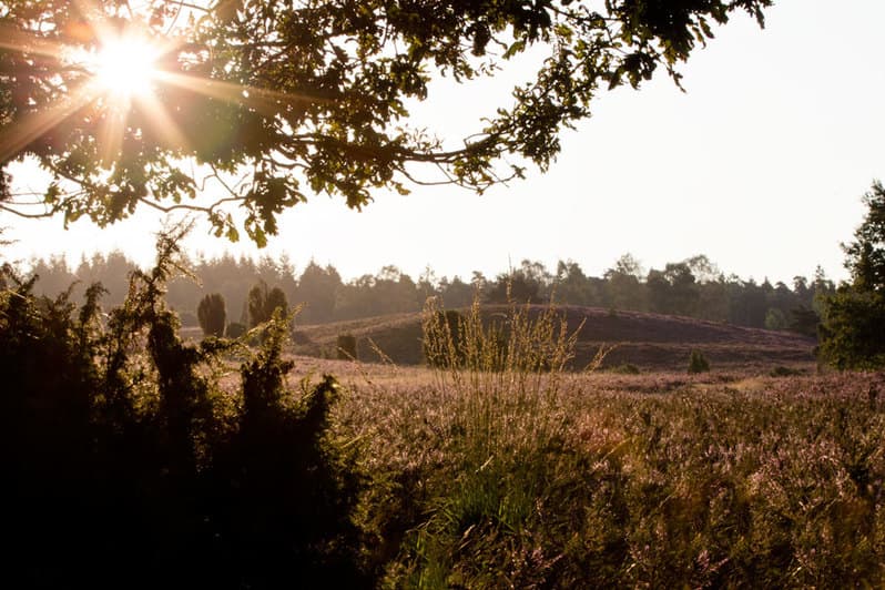 Fotografieren in der Heide: besondere Stimmung kurz nach Sonnenaufgang