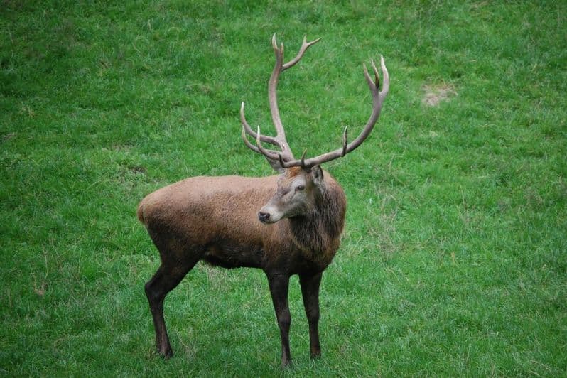 Hirsche im Herbst in der Lüneburger Heide