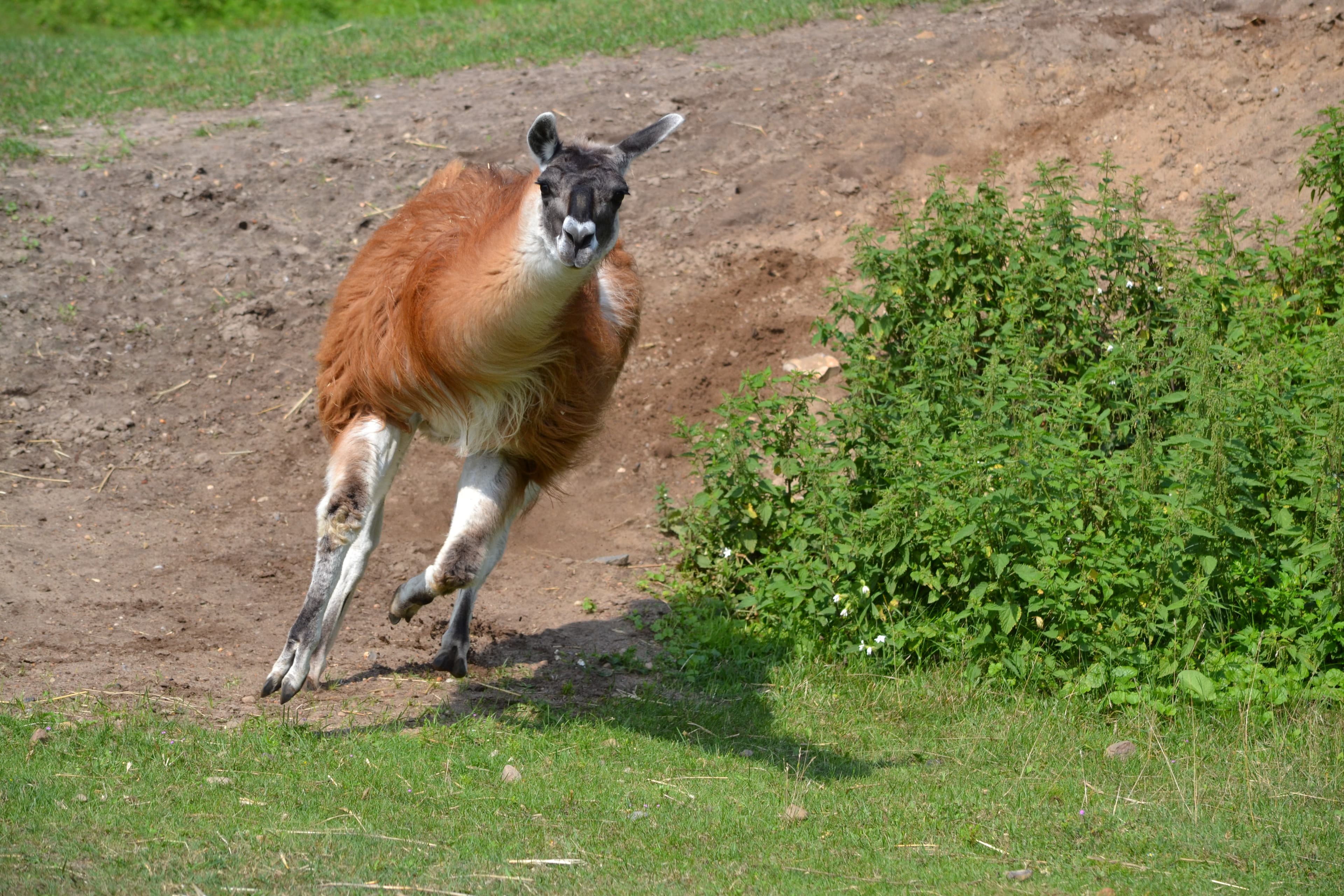 Opala - ganz schön auf Trapp!