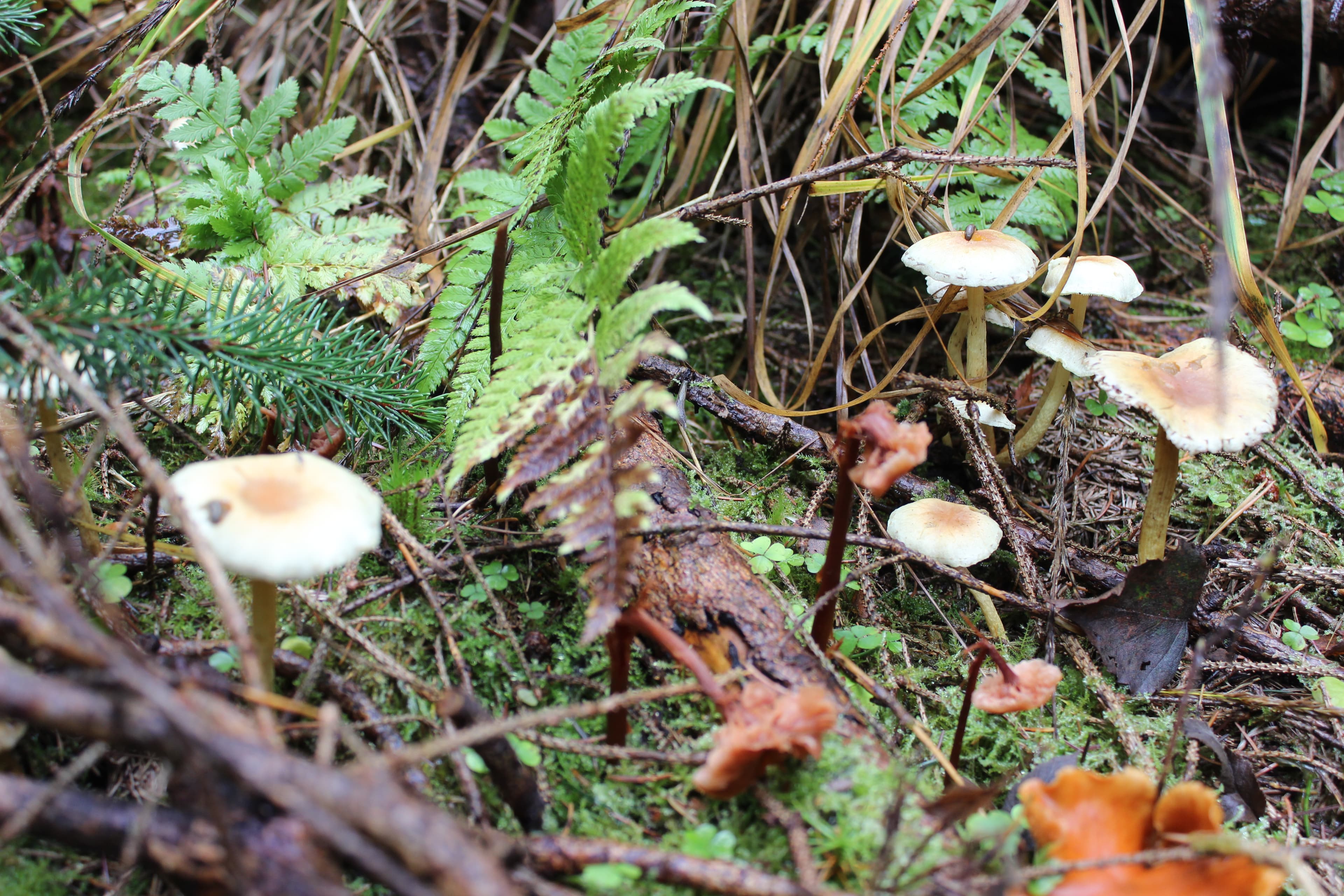 tipps zum pilze sammeln in der lüneburger heide
