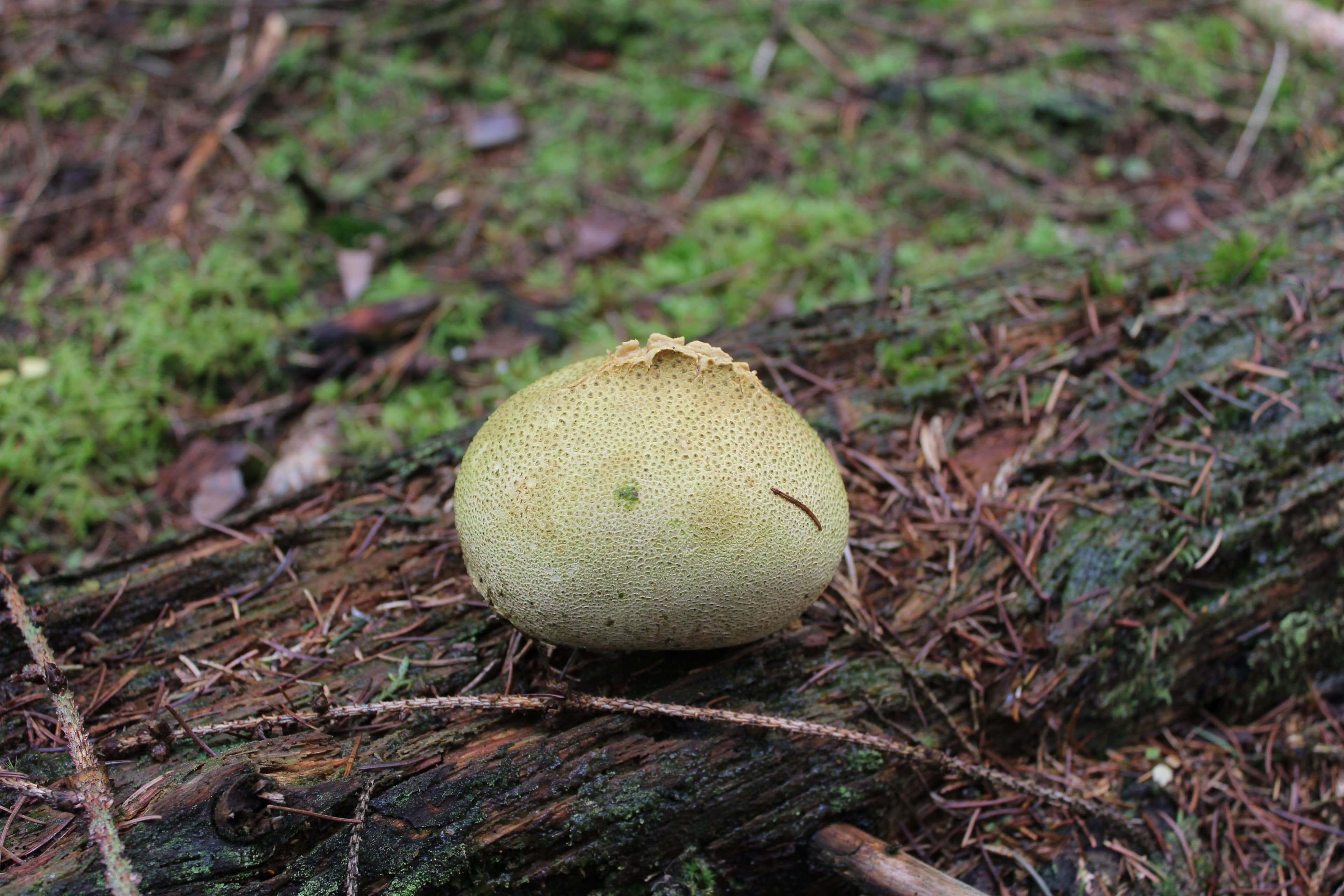 Warum heißt der Puff-Pilz so? Tretet mal drauf!