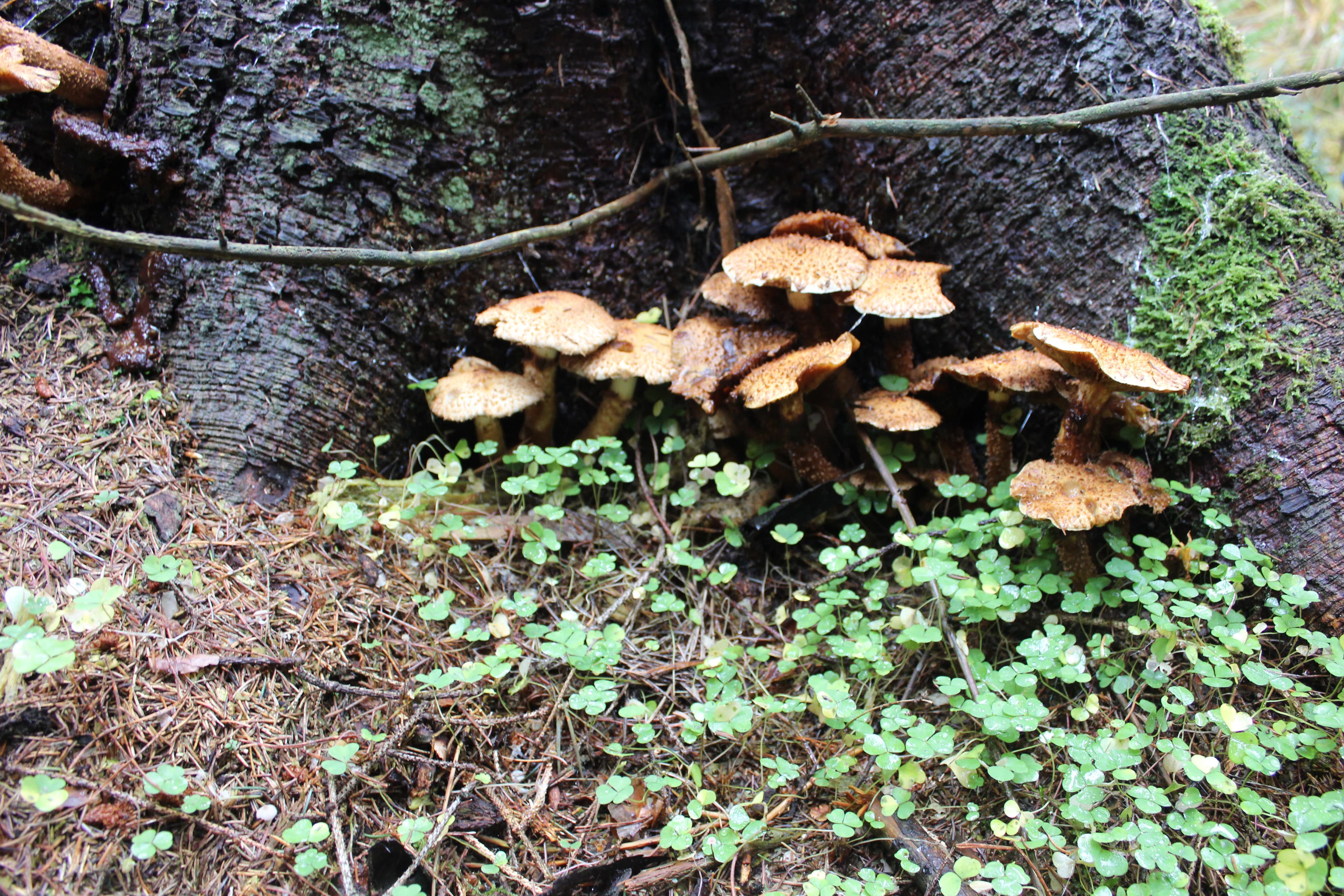 Pilze im Wald