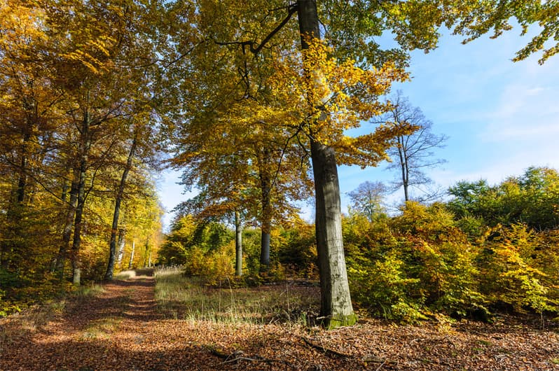 pilze sammeln im wald