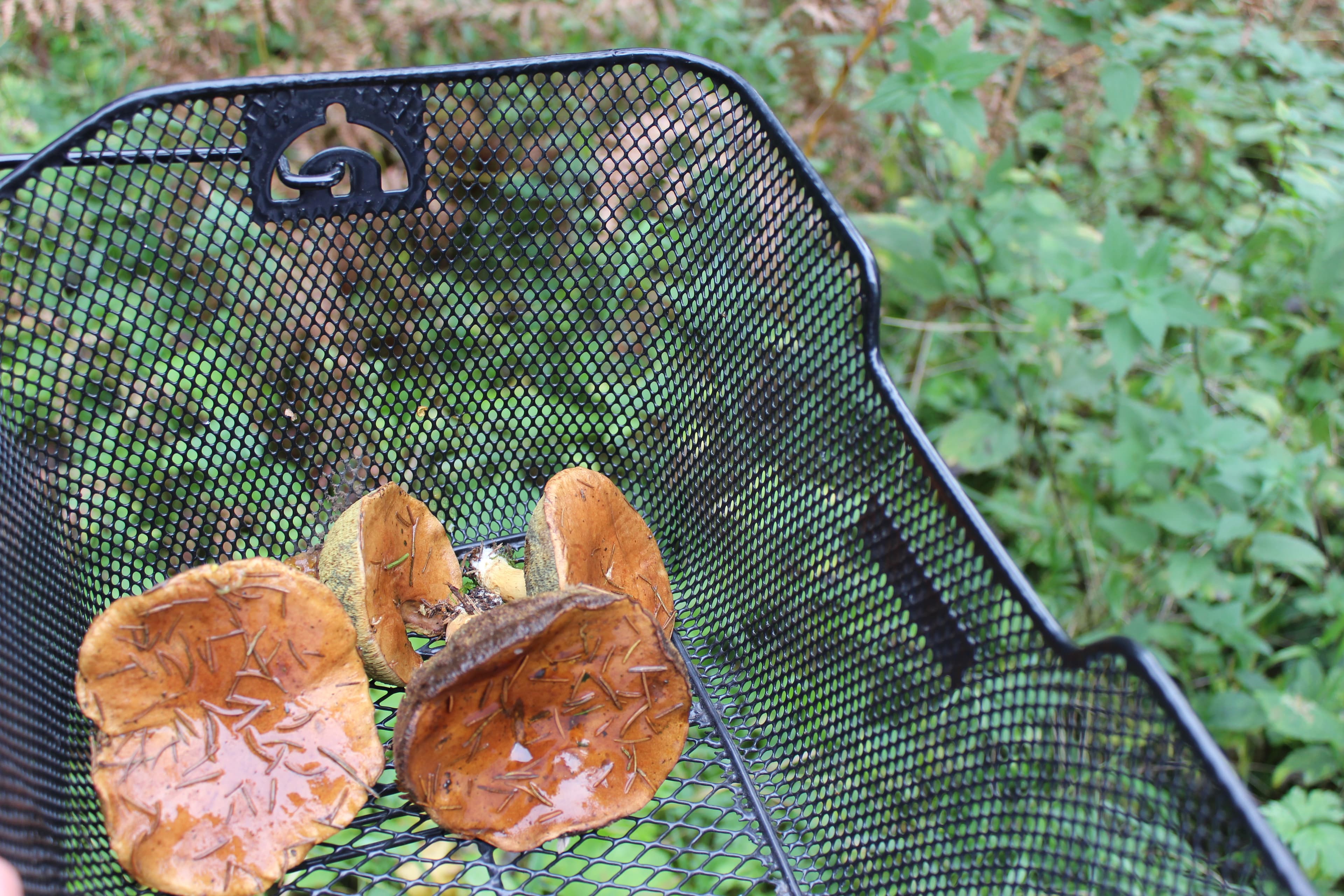 welche pilze kann man essen