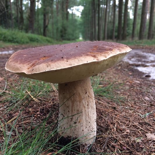 ein Steinpilz