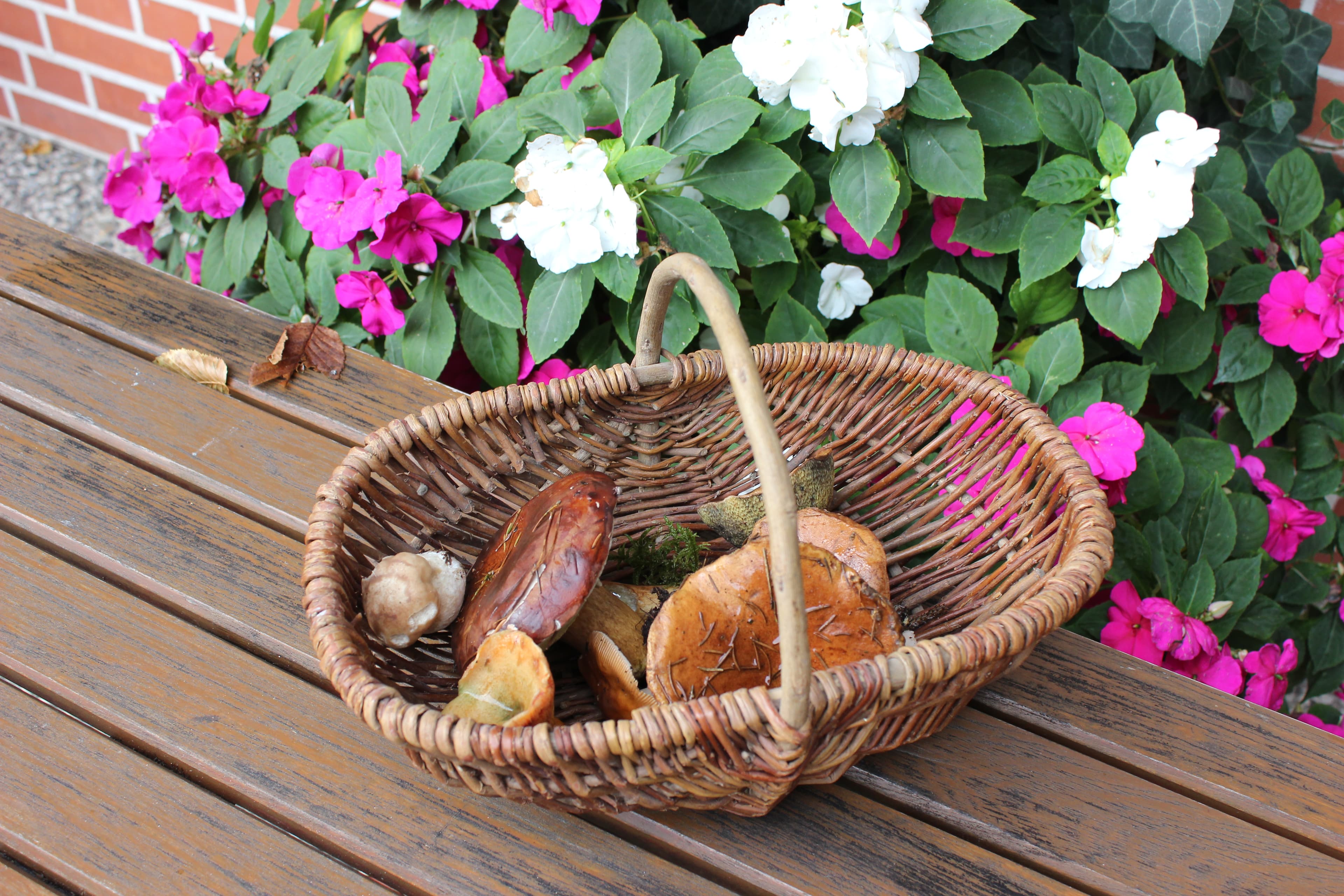 pilze sammeln und danach kochen