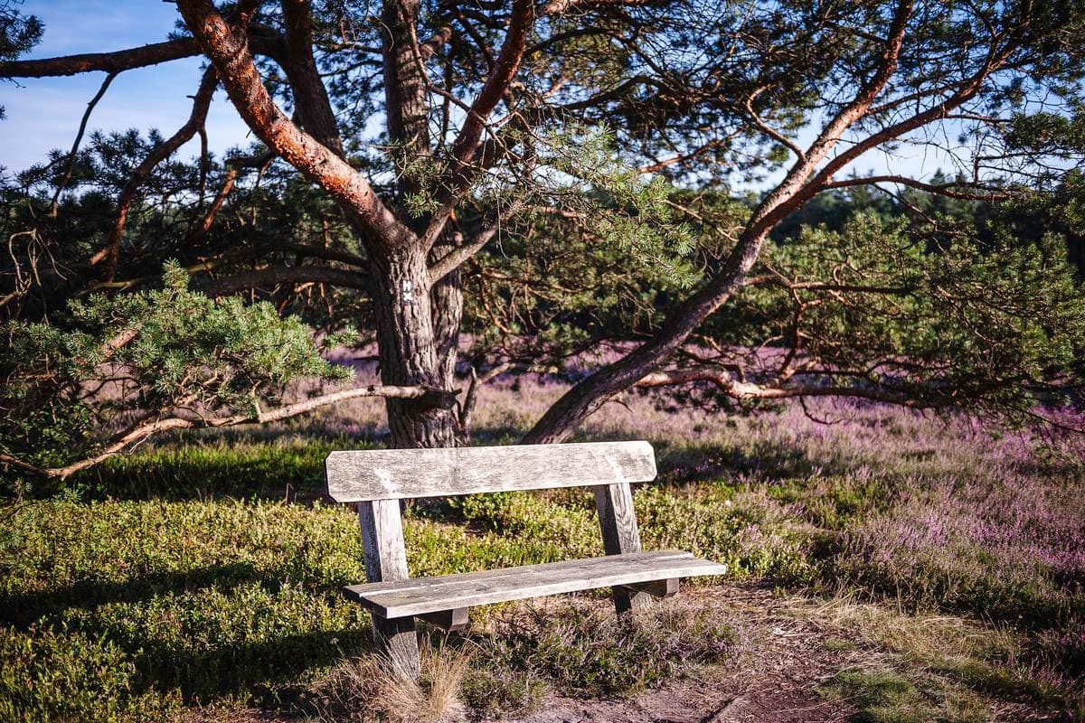 Misselhorner Heide bei Hermannsburg