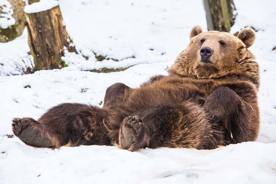 Bär im Schnee im Wildpark Lüneburger Heide